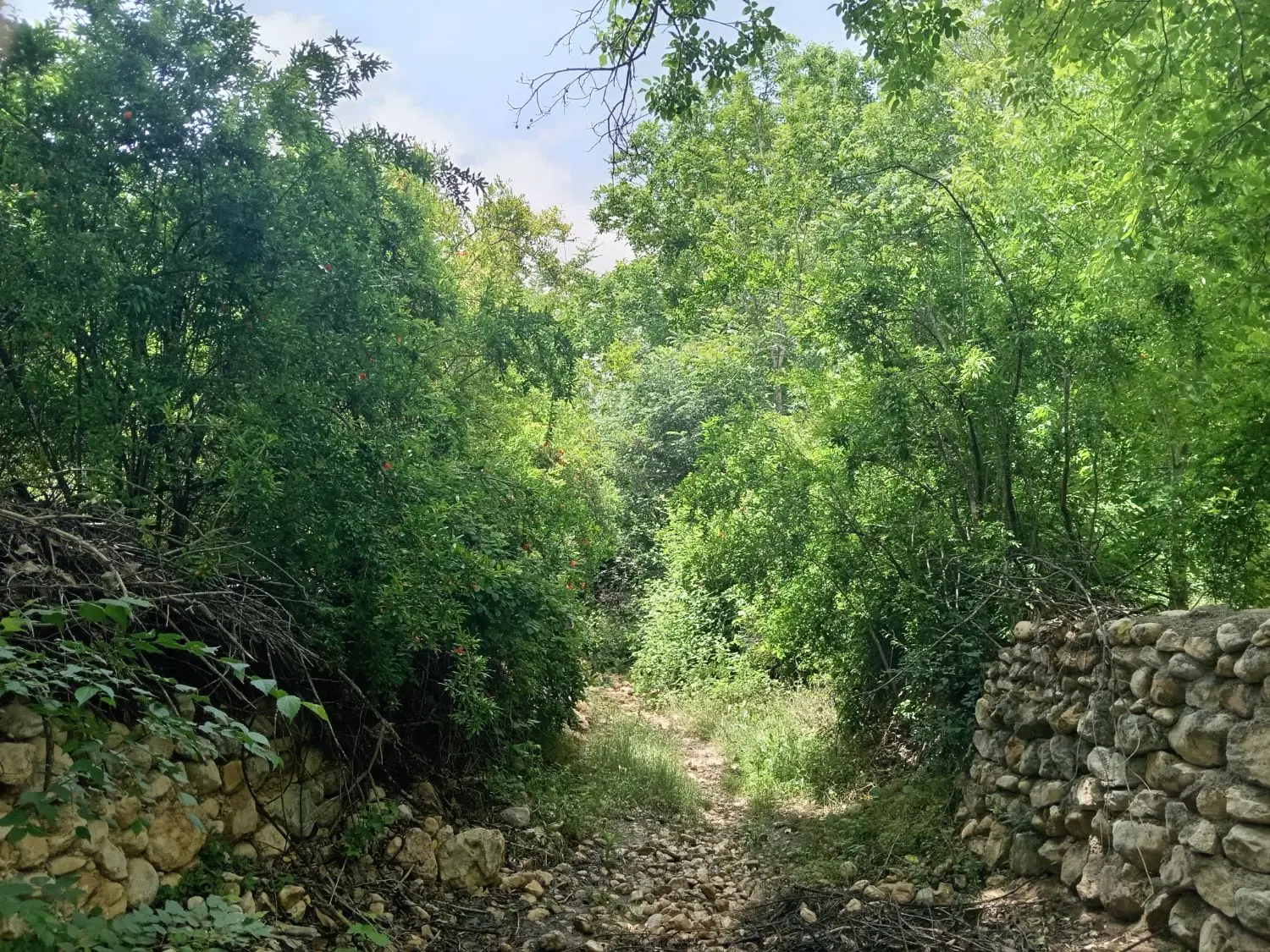 باغ فروشی
