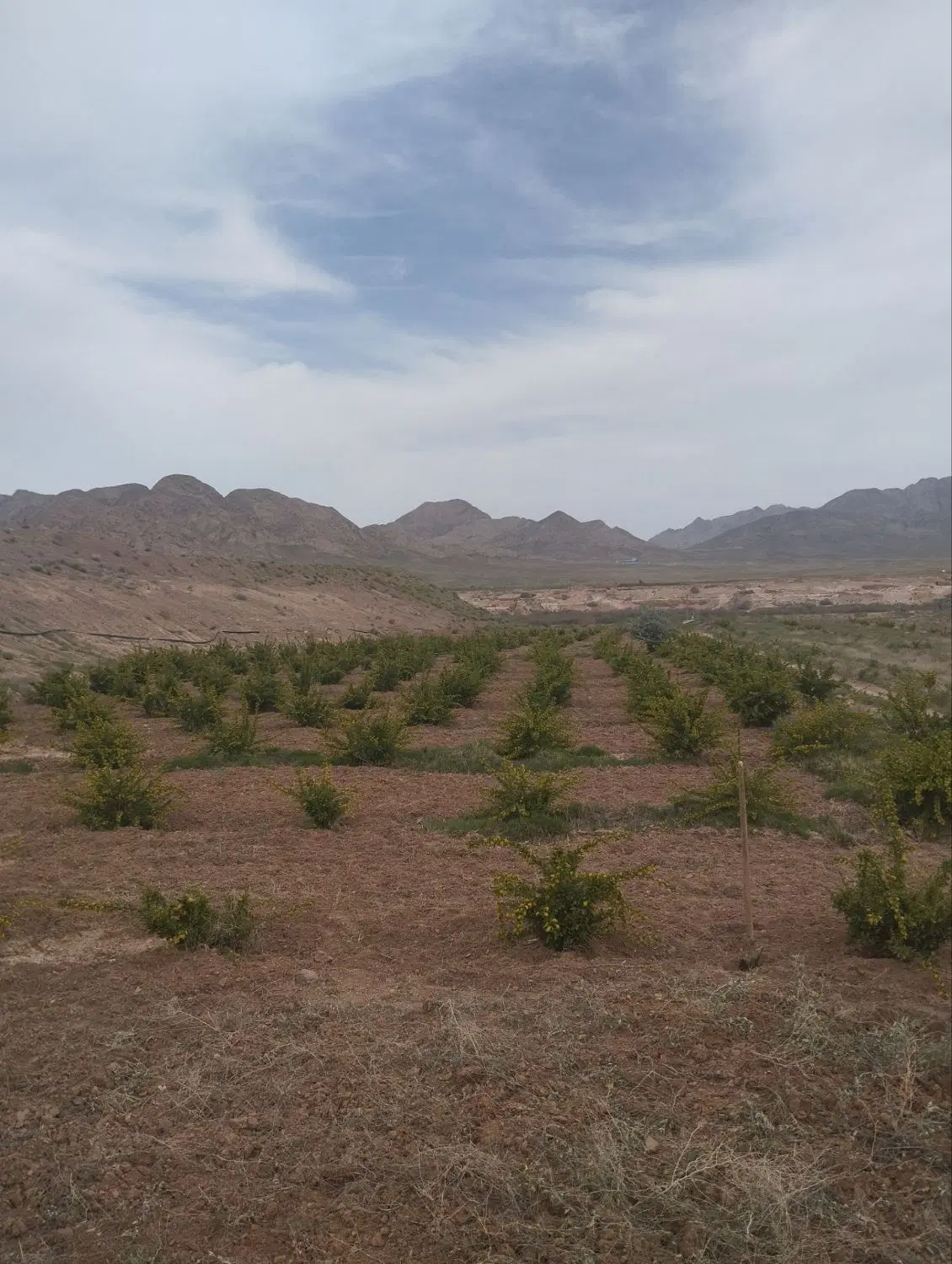 زمین کشاورزی زرشک