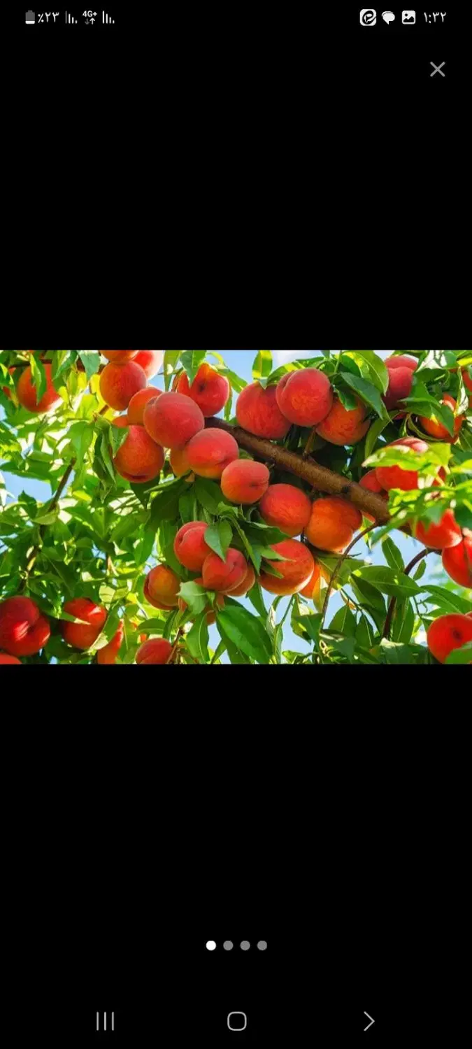 طرح وباغ زمین