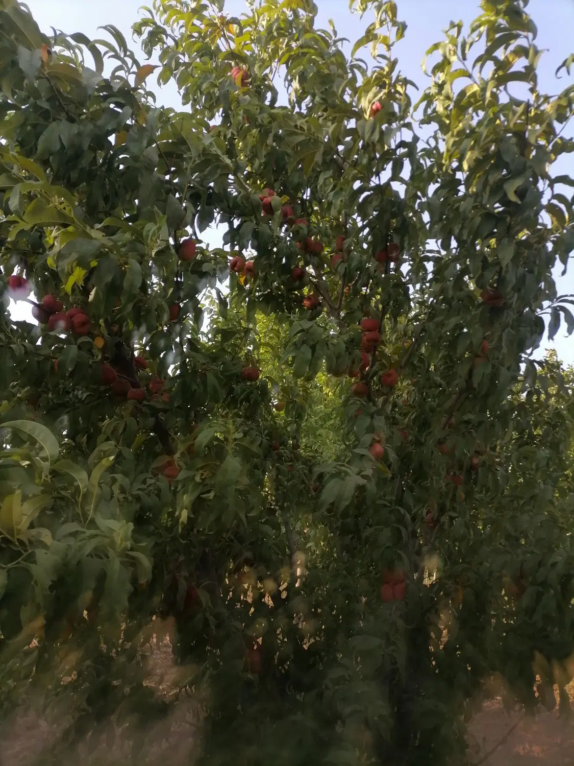 باغ گردو