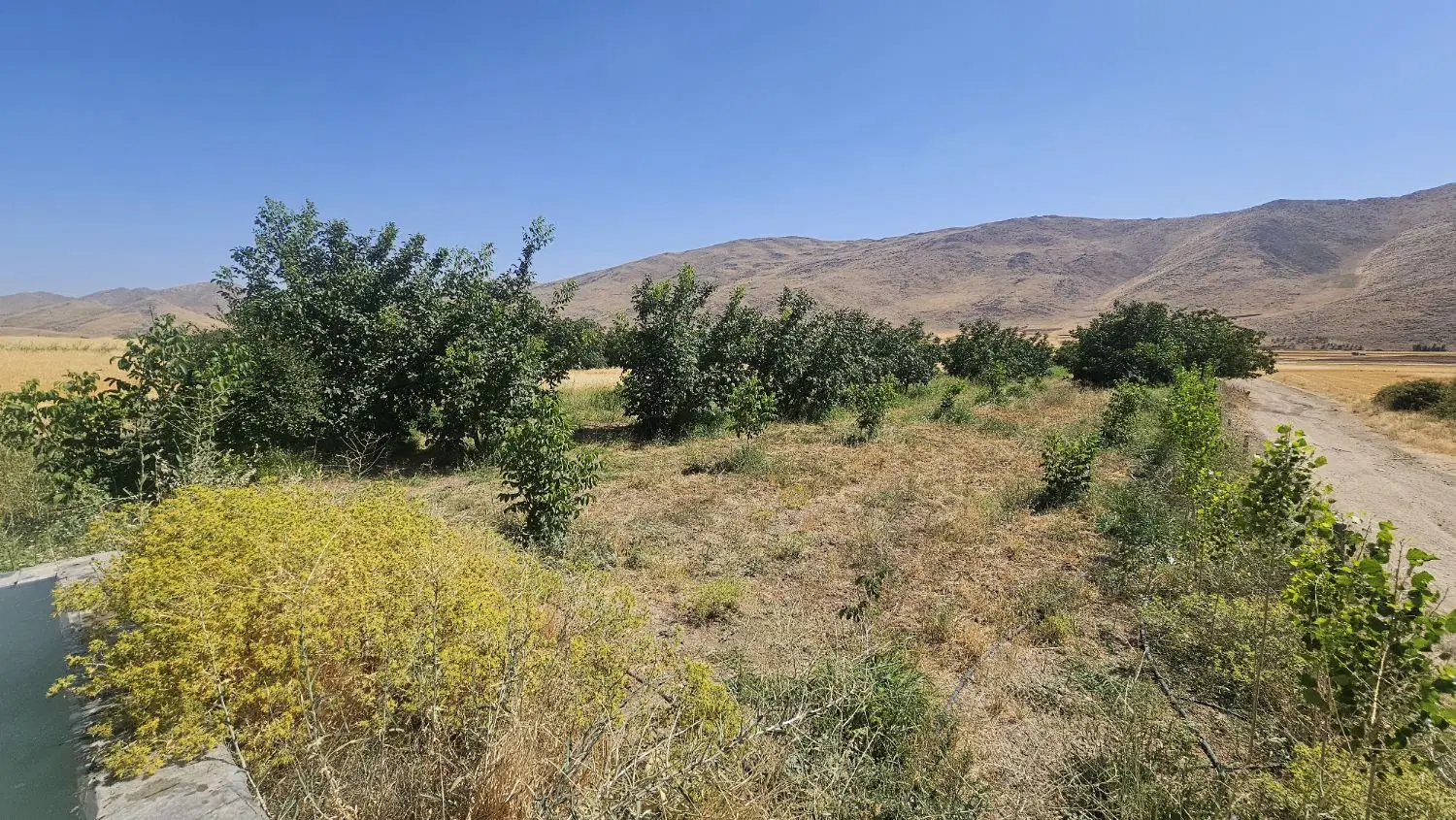 باغ گردو و بادام روستای توشمالان