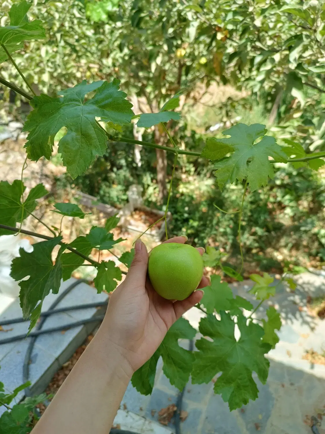 باغ ویلا