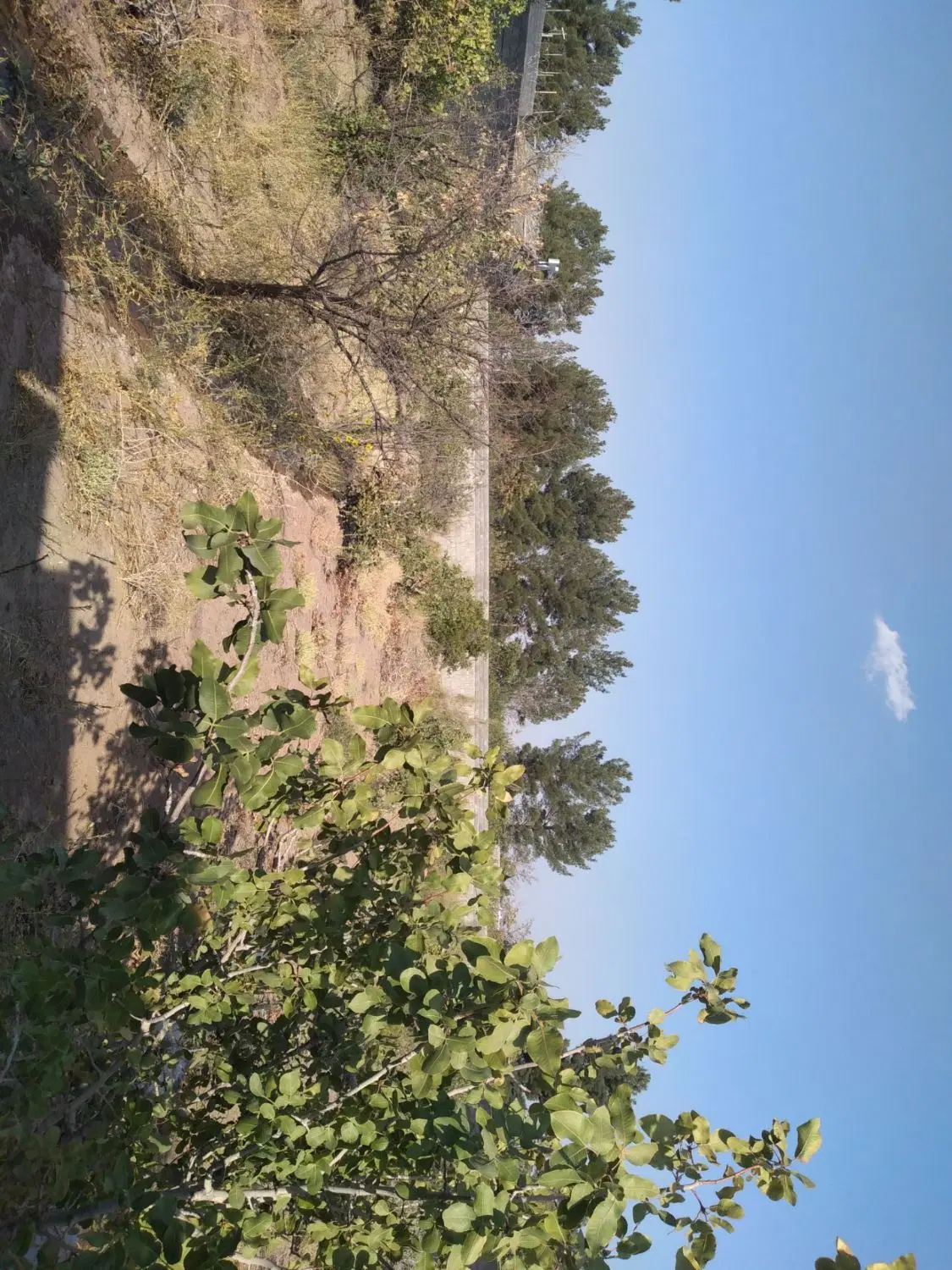 زمین