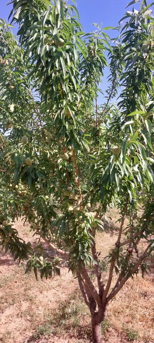 باغ بادام