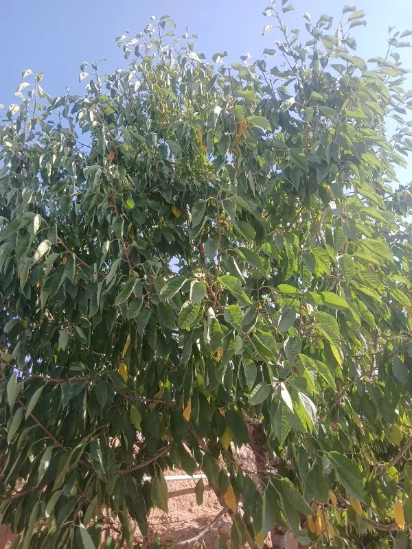 زمین کشاورزی اجاره ای