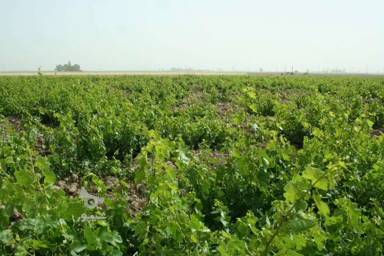 فروش باغ انگور