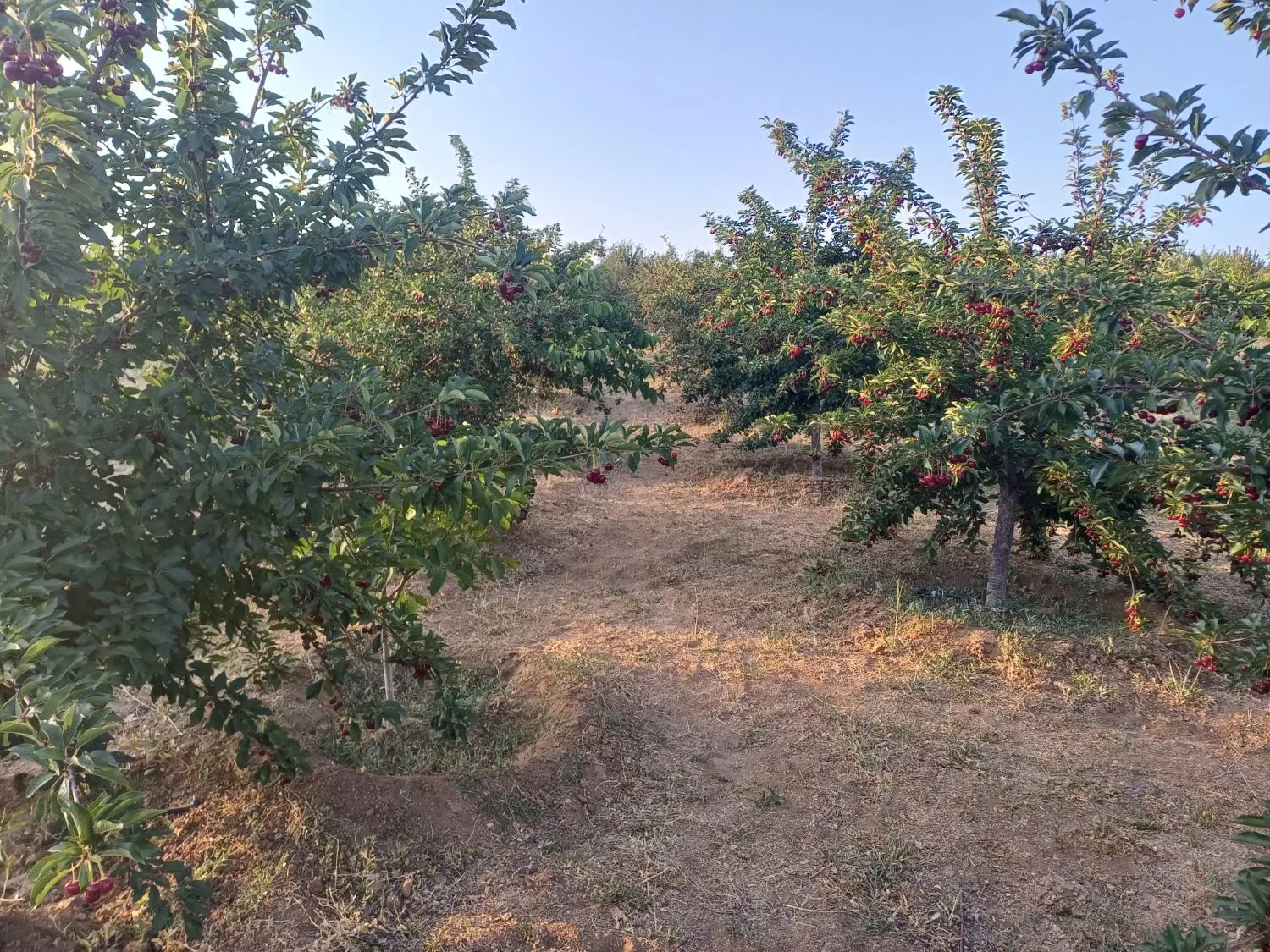 باغ میوه ( روستای هیراب )