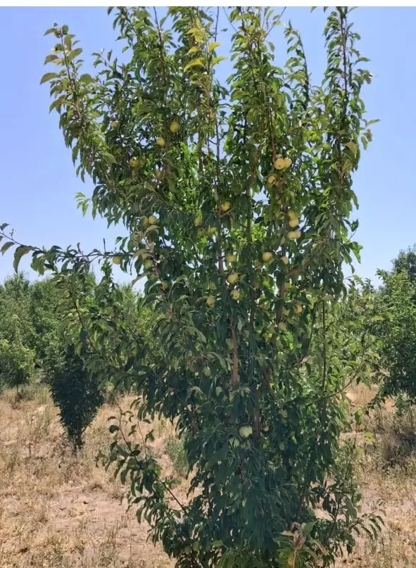 زمین باغی
