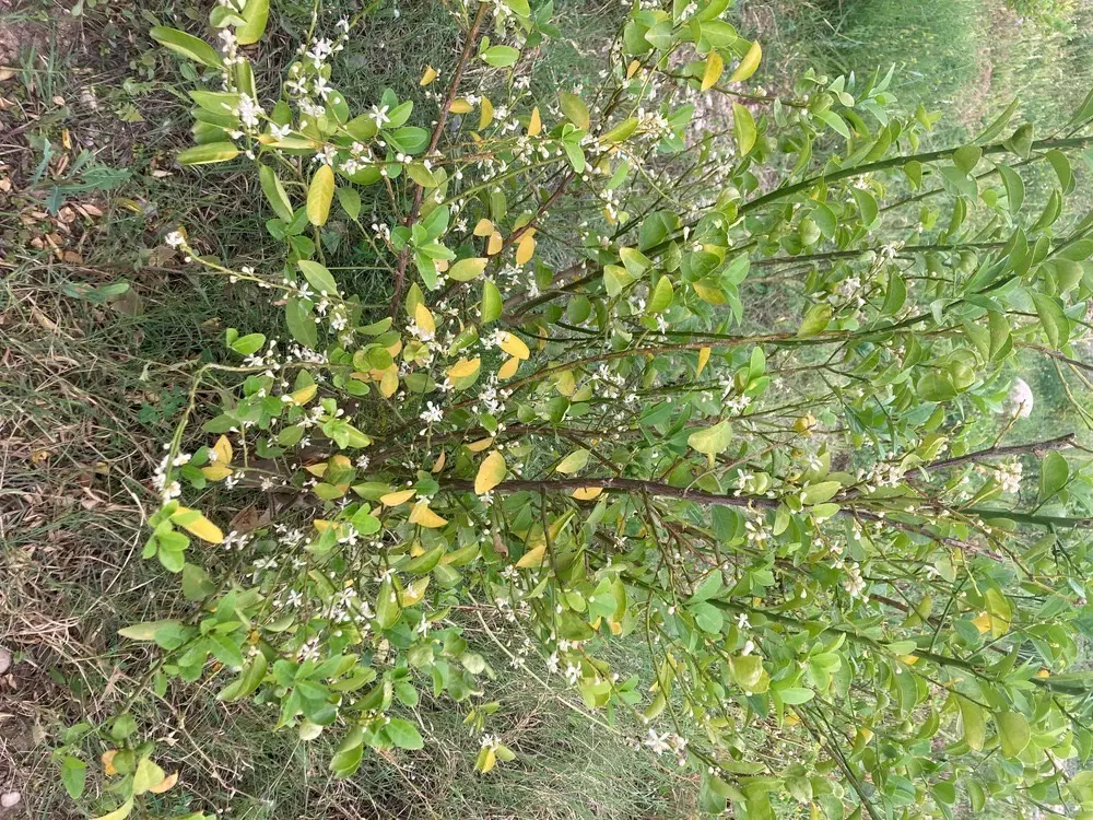 باغ نیمه ساخته