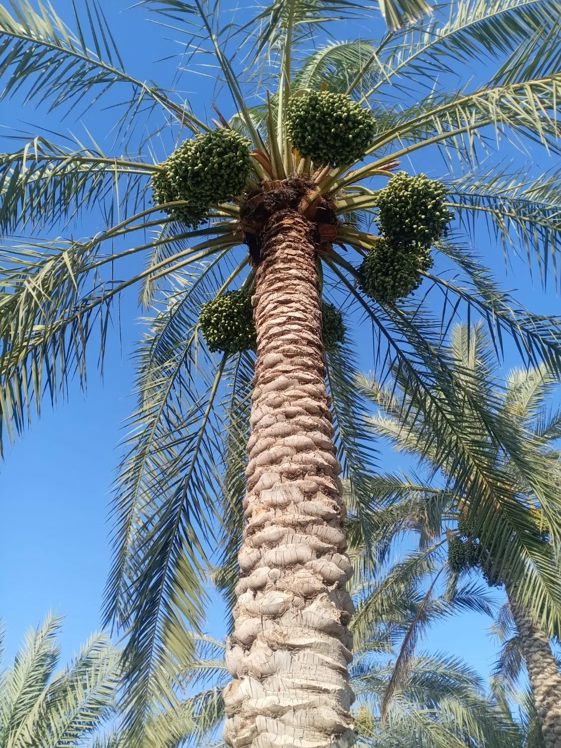 زمین کشاورزی