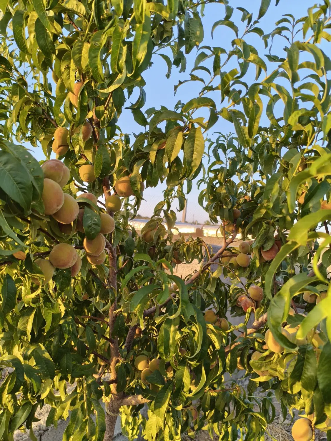 باغ میوه 1600متری فنس کشی و آبیاری قطره ای
