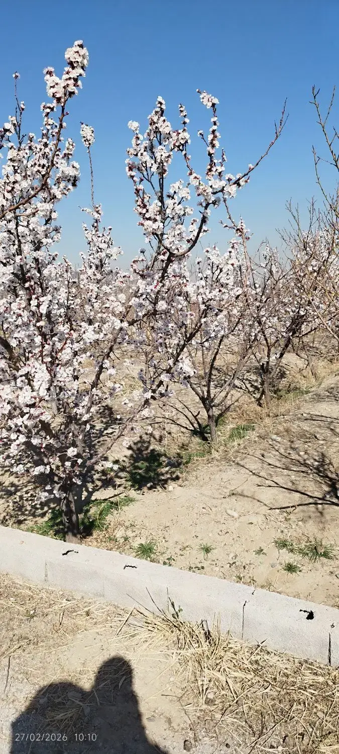 باغچه معاوضه ملارد ( خودرو ایرانی )