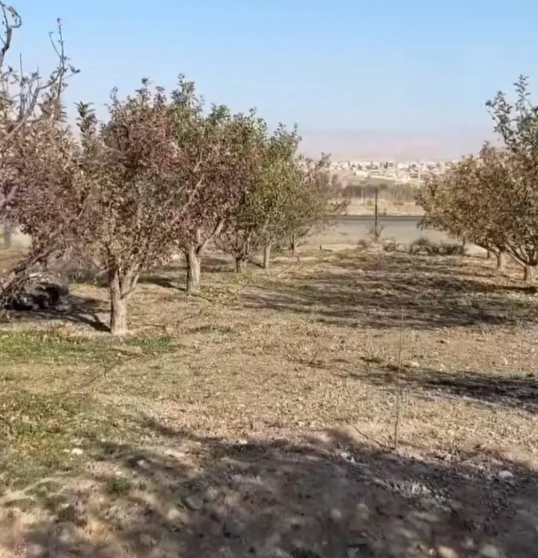 باغ در کمربند جنوبی
