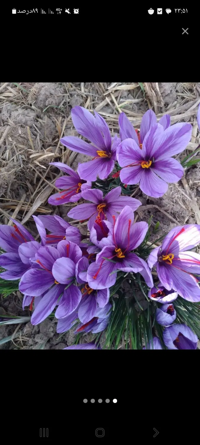 زمین باغی وویلایی