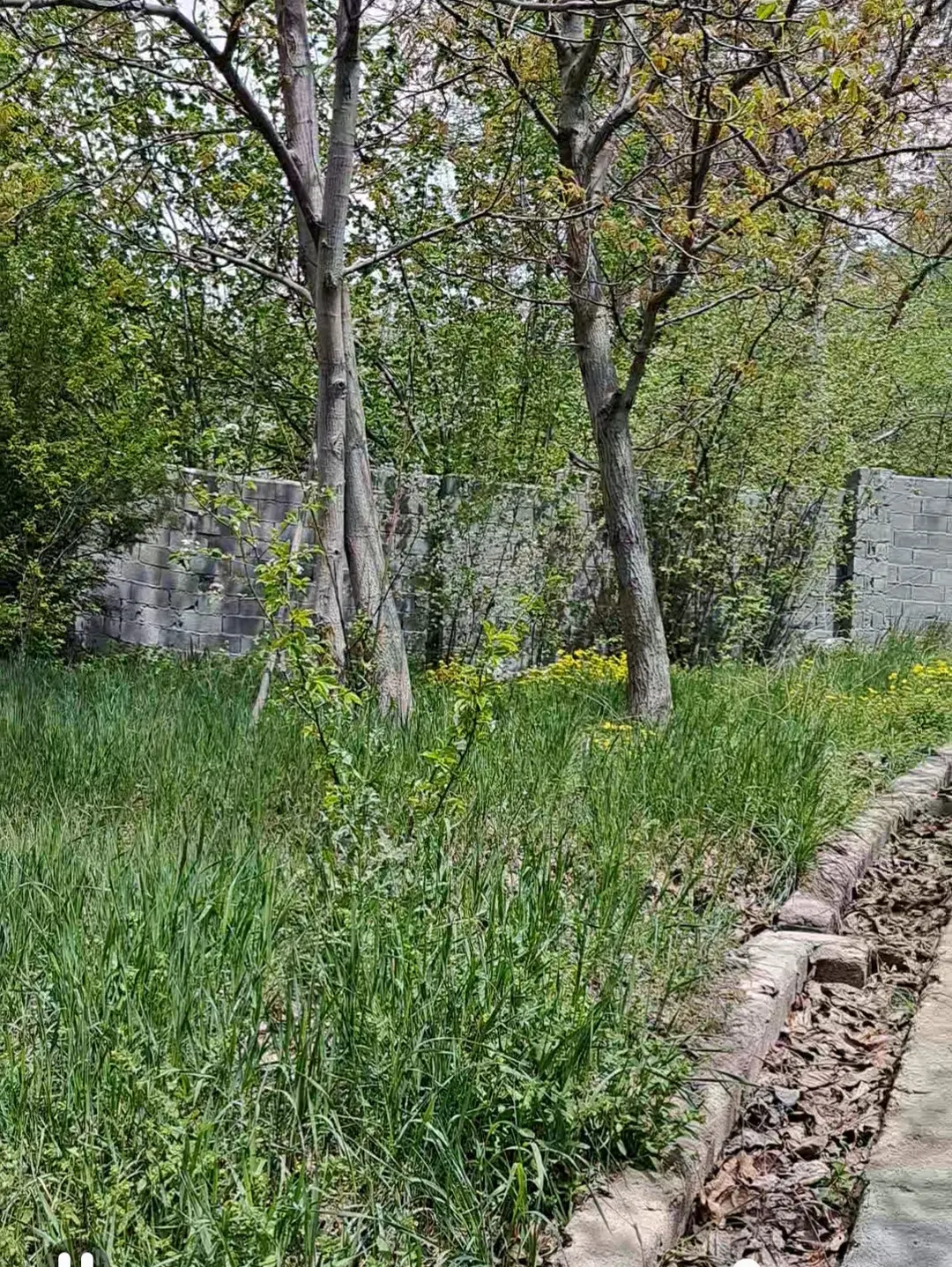 باغچه در لواسان