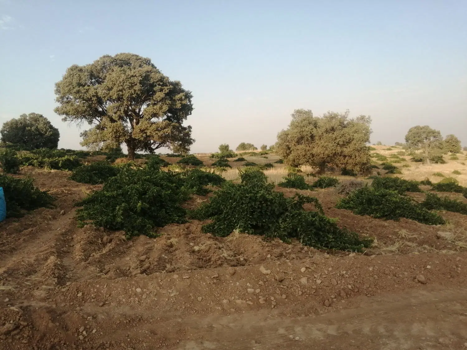 فروش باغ انگور
