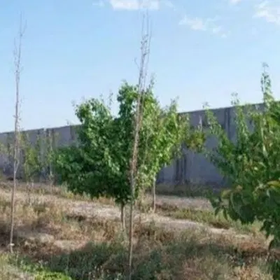 فروش زمین معراج الهیه