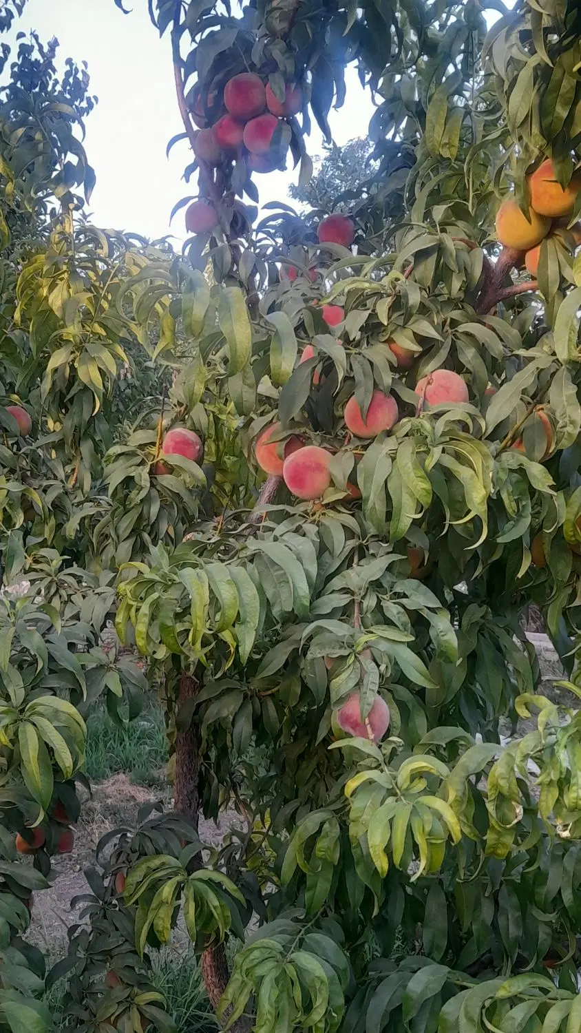 ملک آینده دار و آماده قطعه بندی