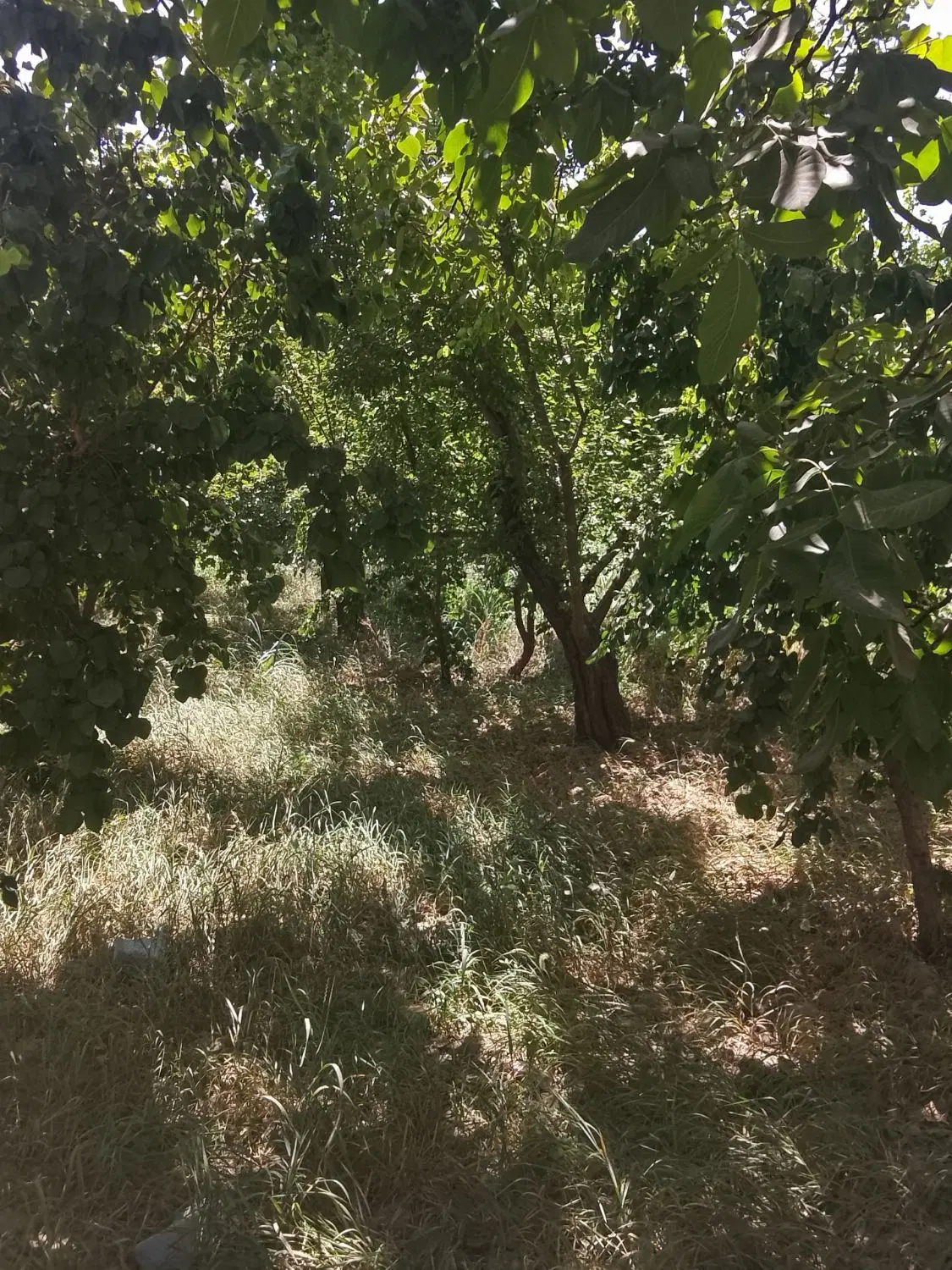 باغچه ۴دیواری سندتک برگ شهریار