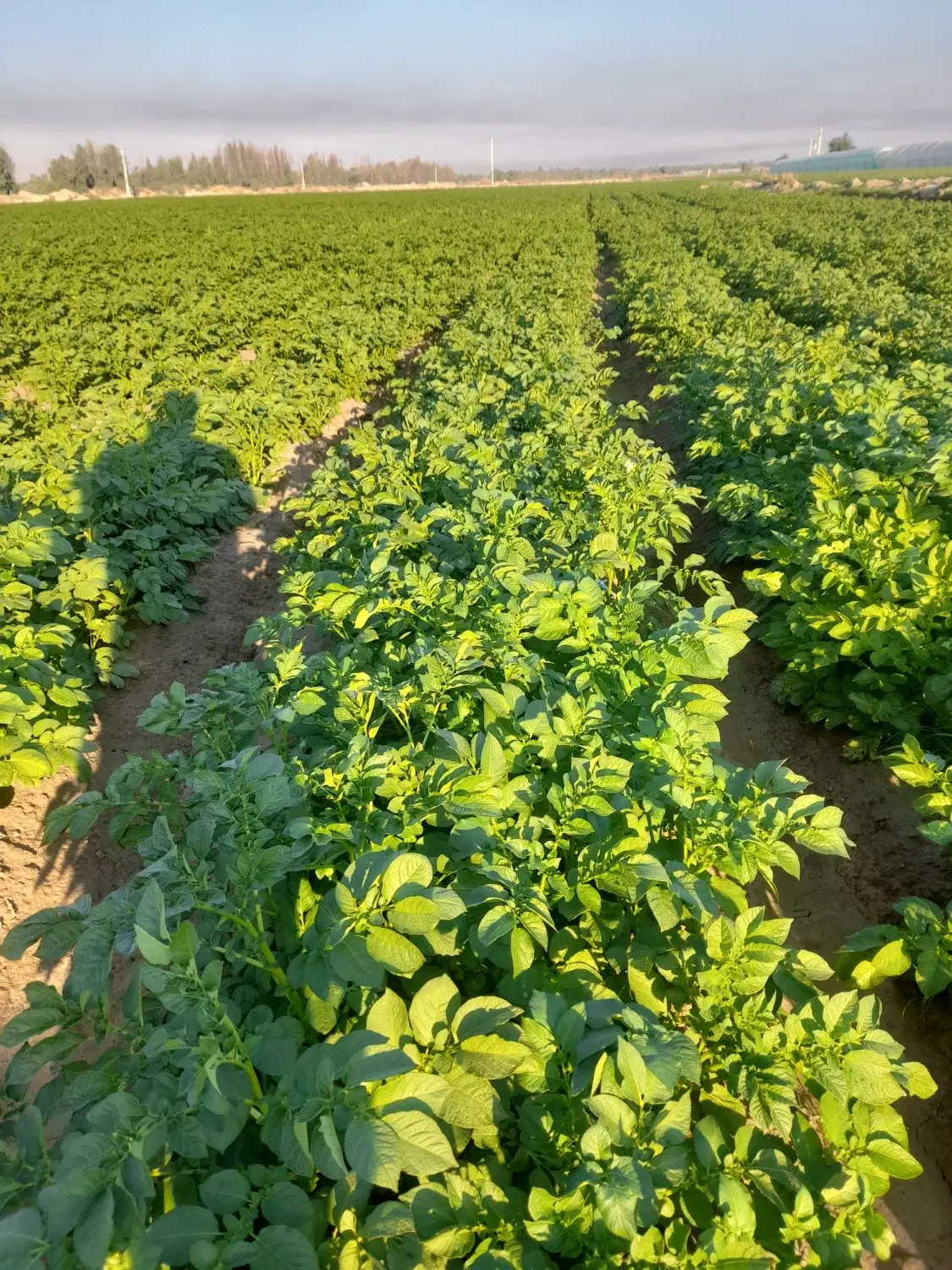 اجاره سه هکتار زمین زراعی