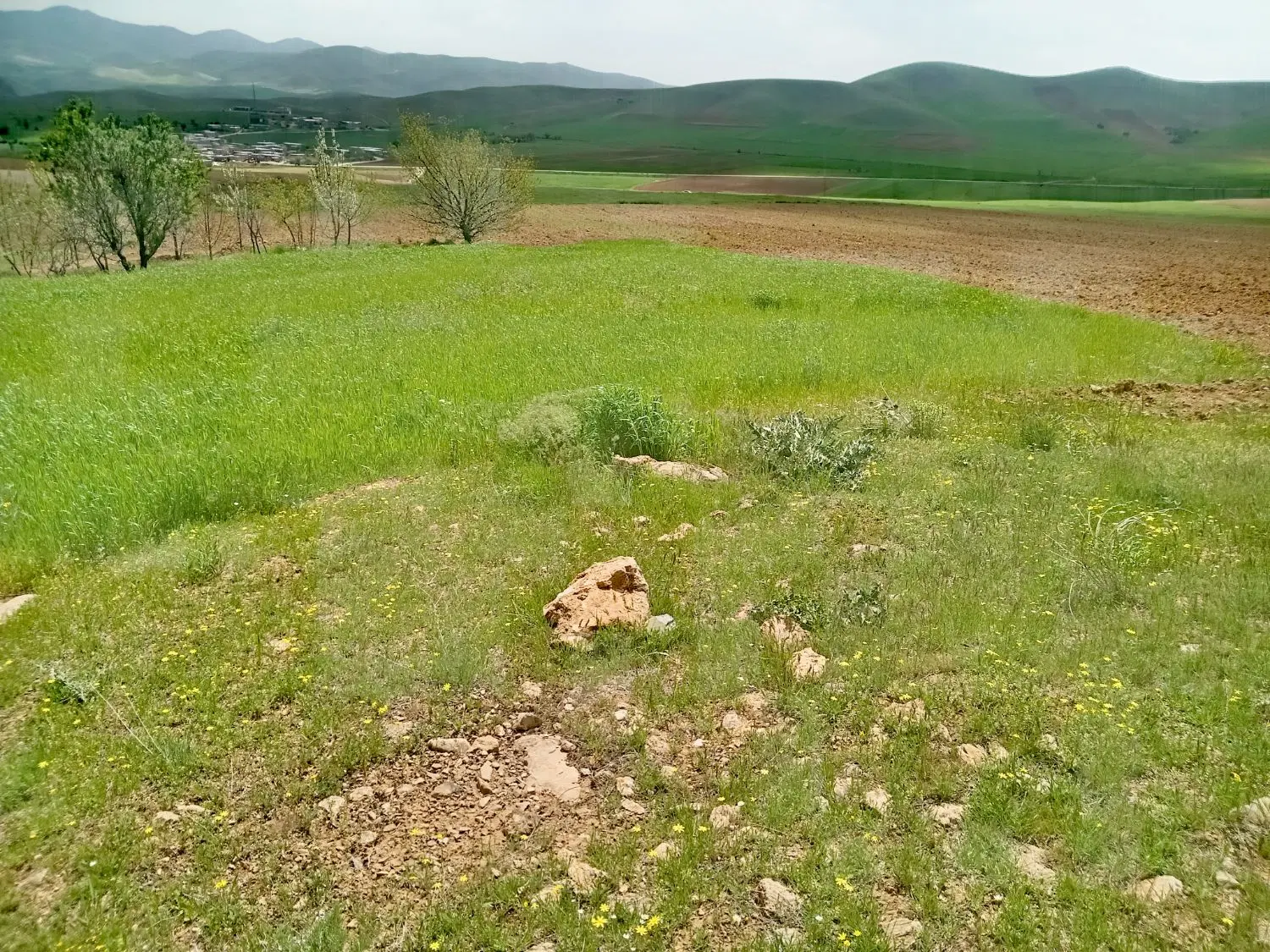 زمین کشاورزی
