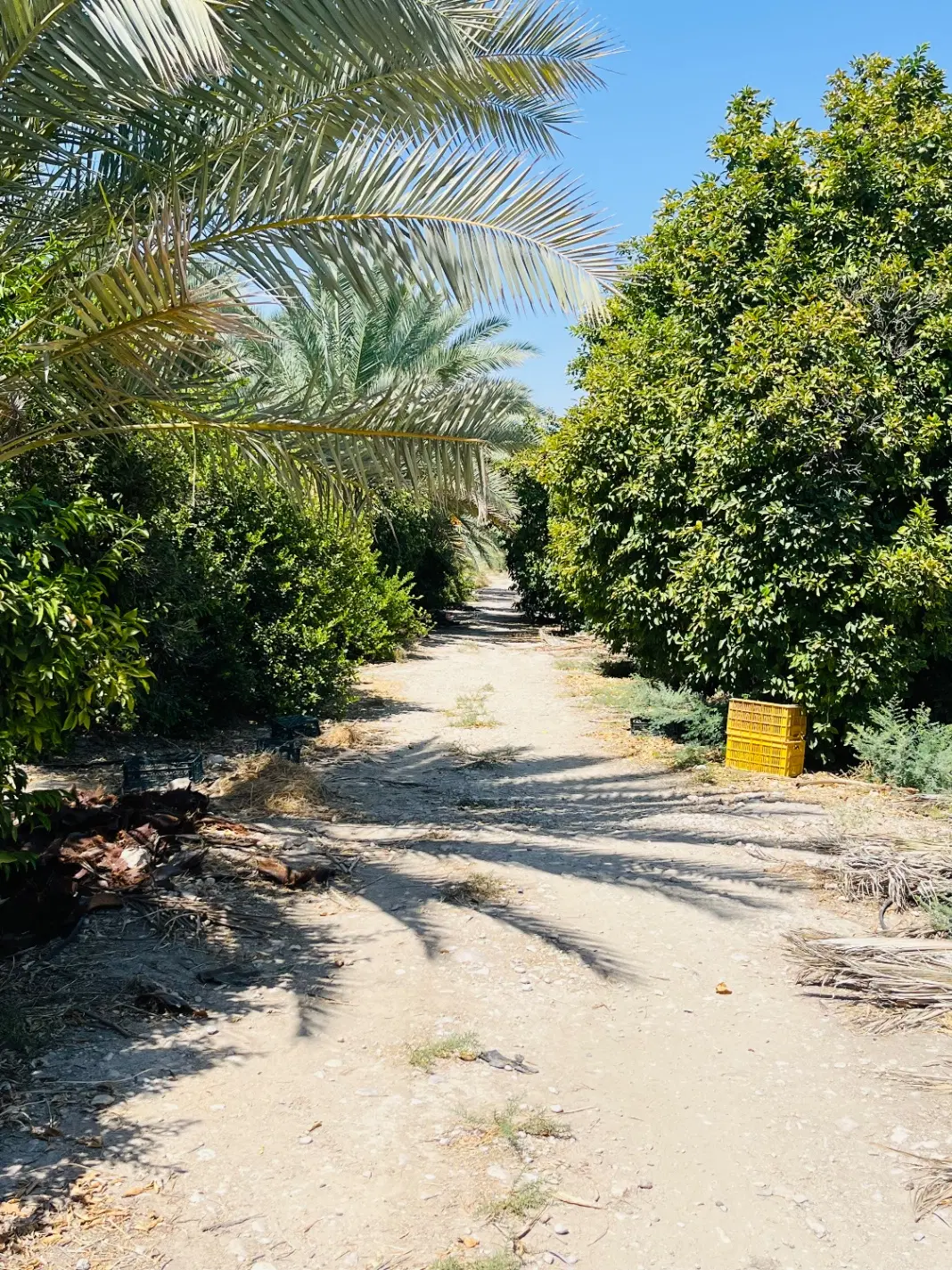فروش باغ فوری