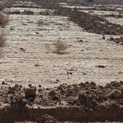 500 متر سند تک برگ با اب