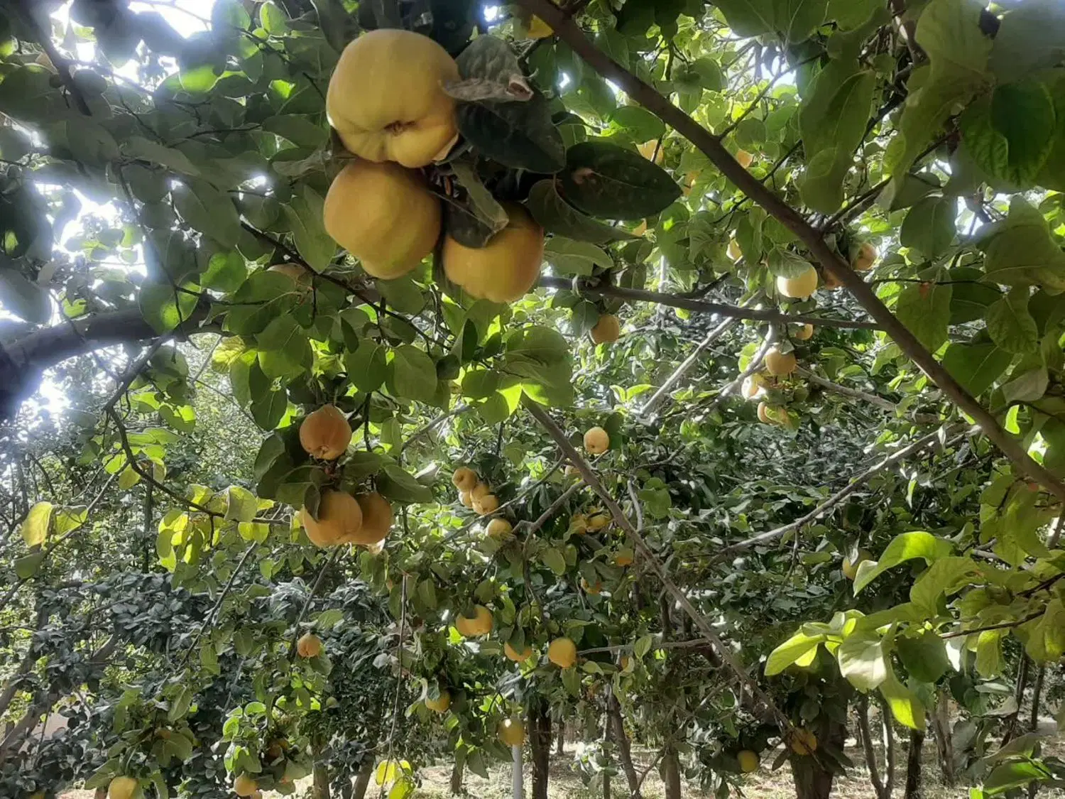 اجاره میوه به