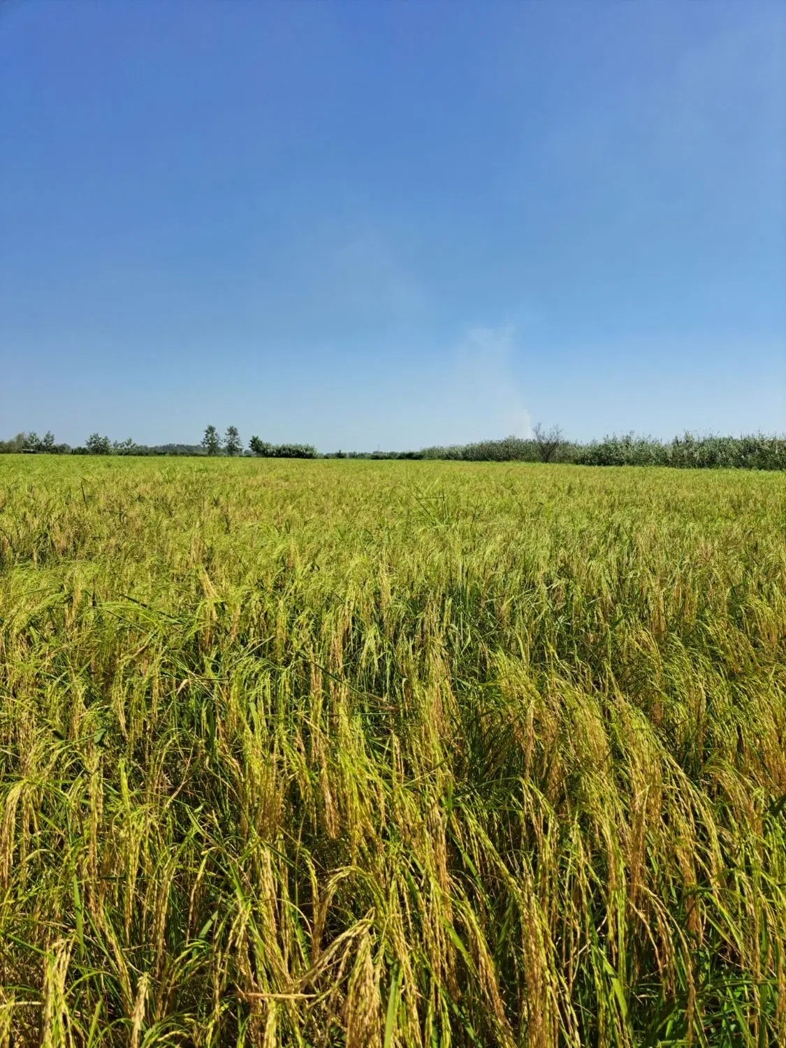 ۴۰۰۰مترشالیزار
