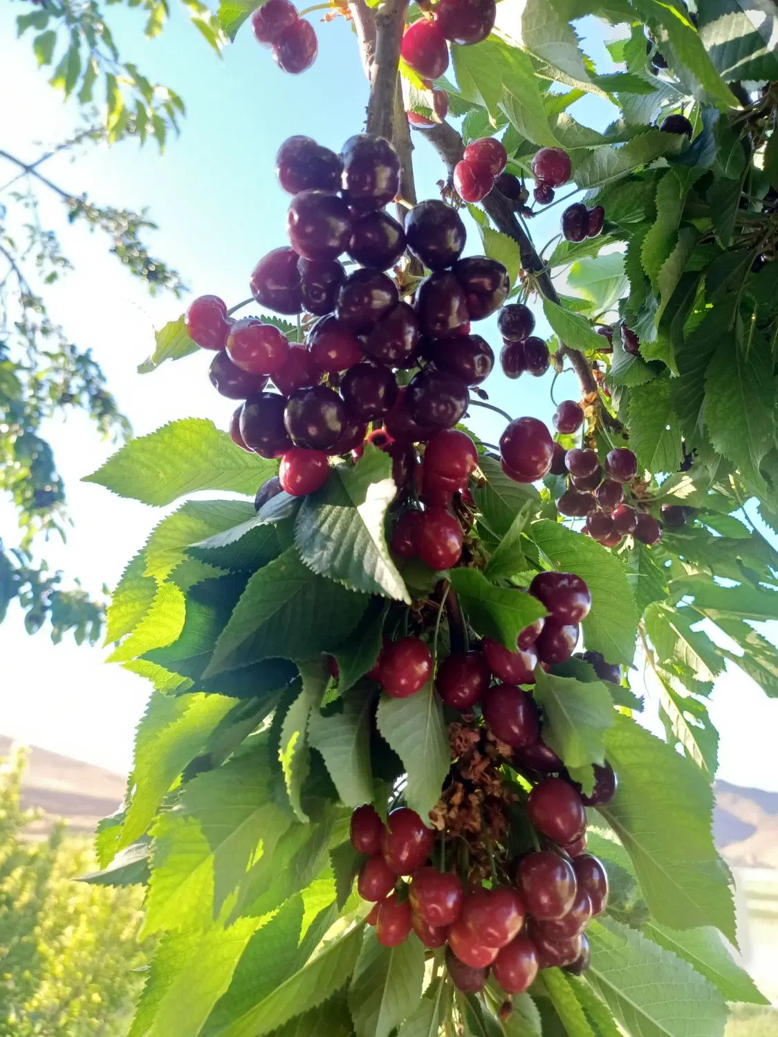 فروش باغ ۱۲ ساله متری ۸۰۰هزار گوک تپه