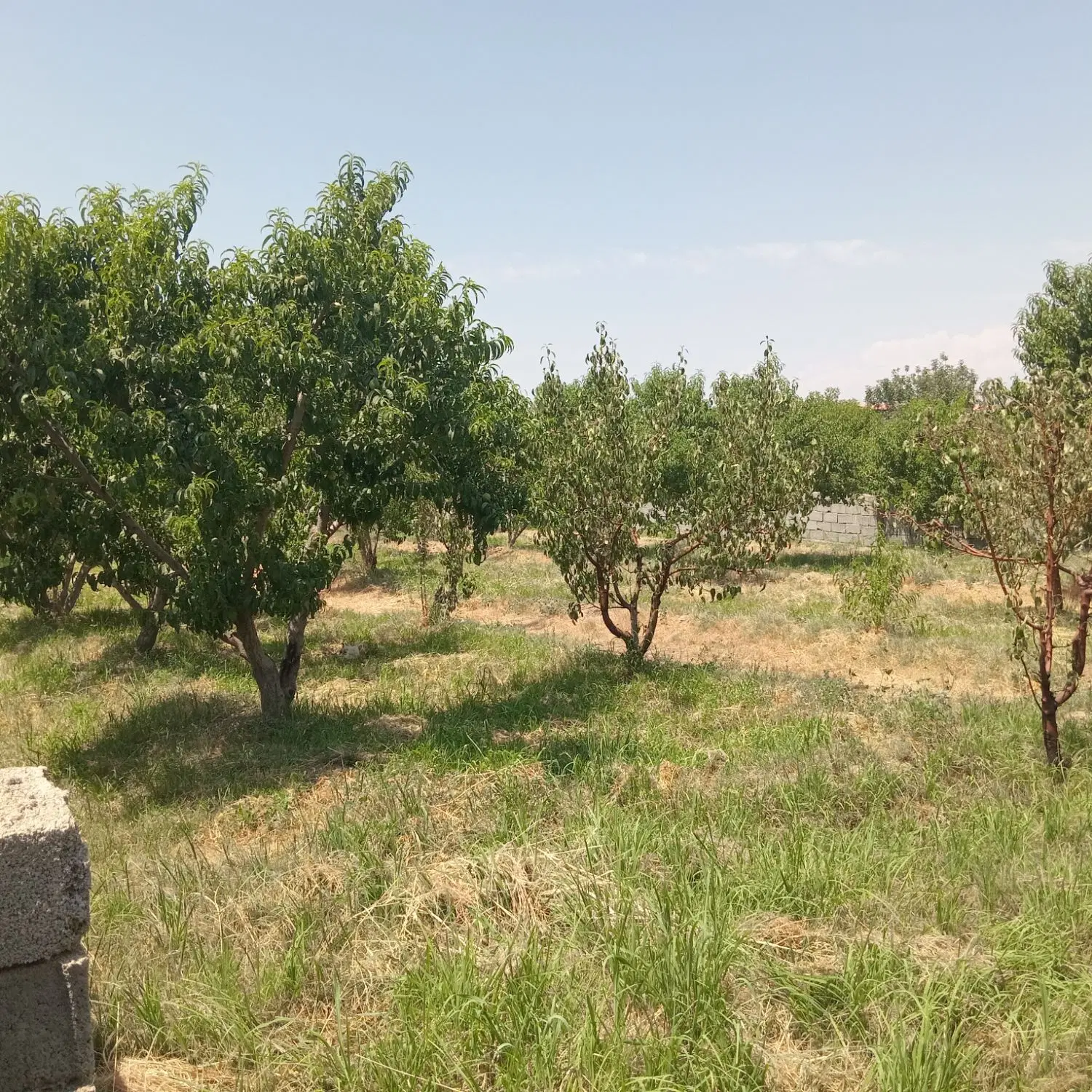 فروش یک قطعه باغچه ۷۰۰متری