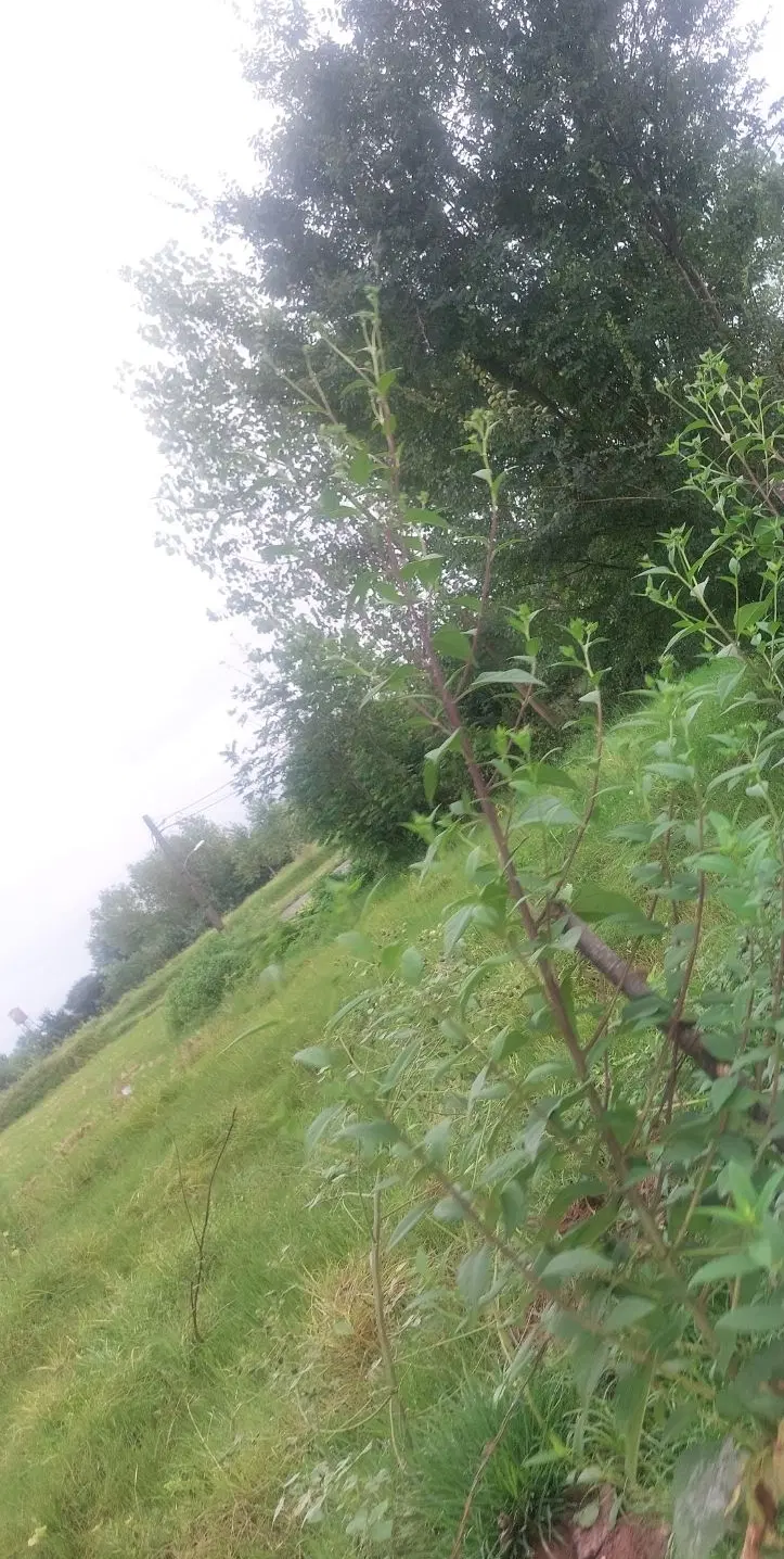 زمین بین خانه های روستایی