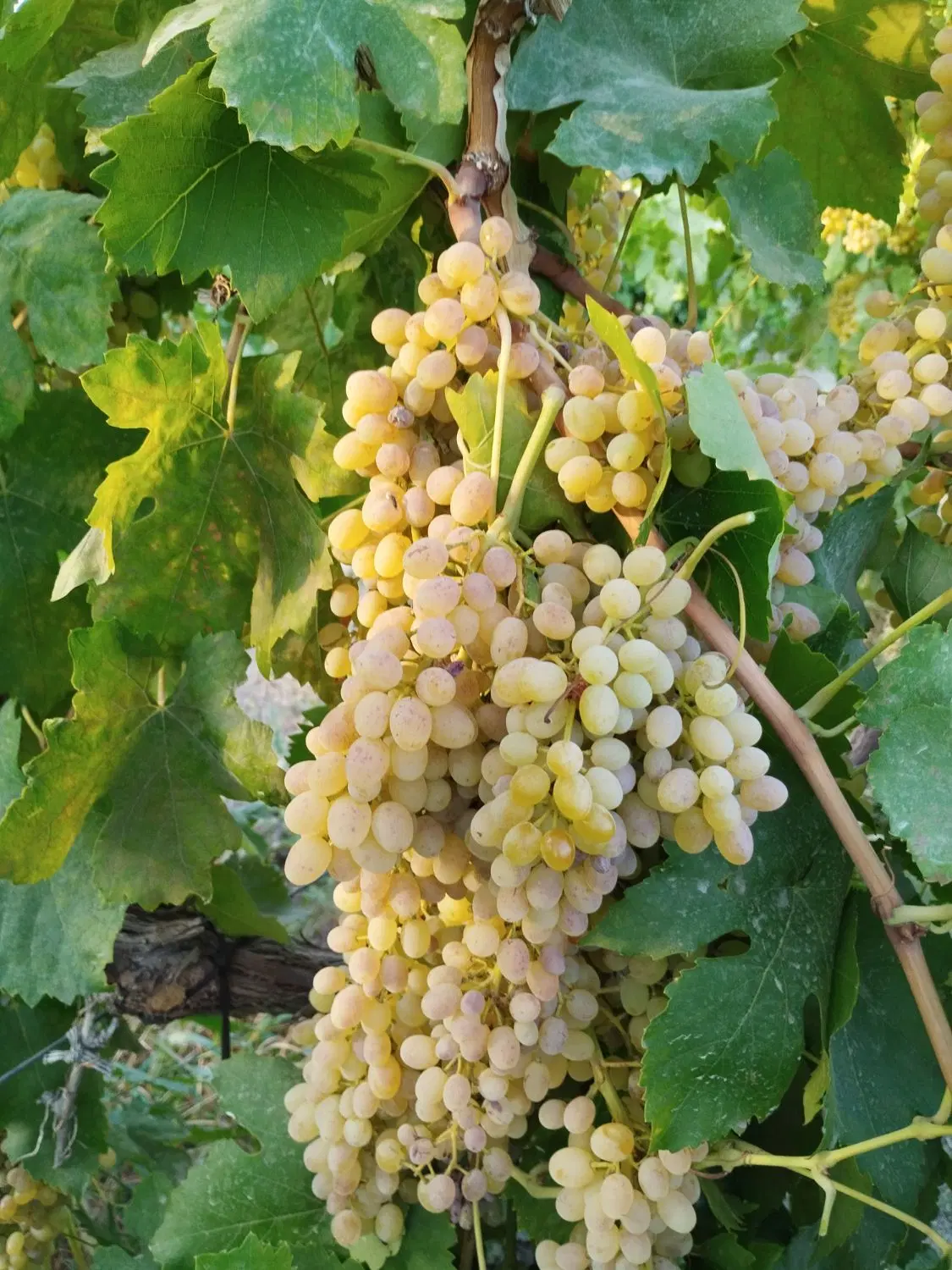 باغ انگور اجاره