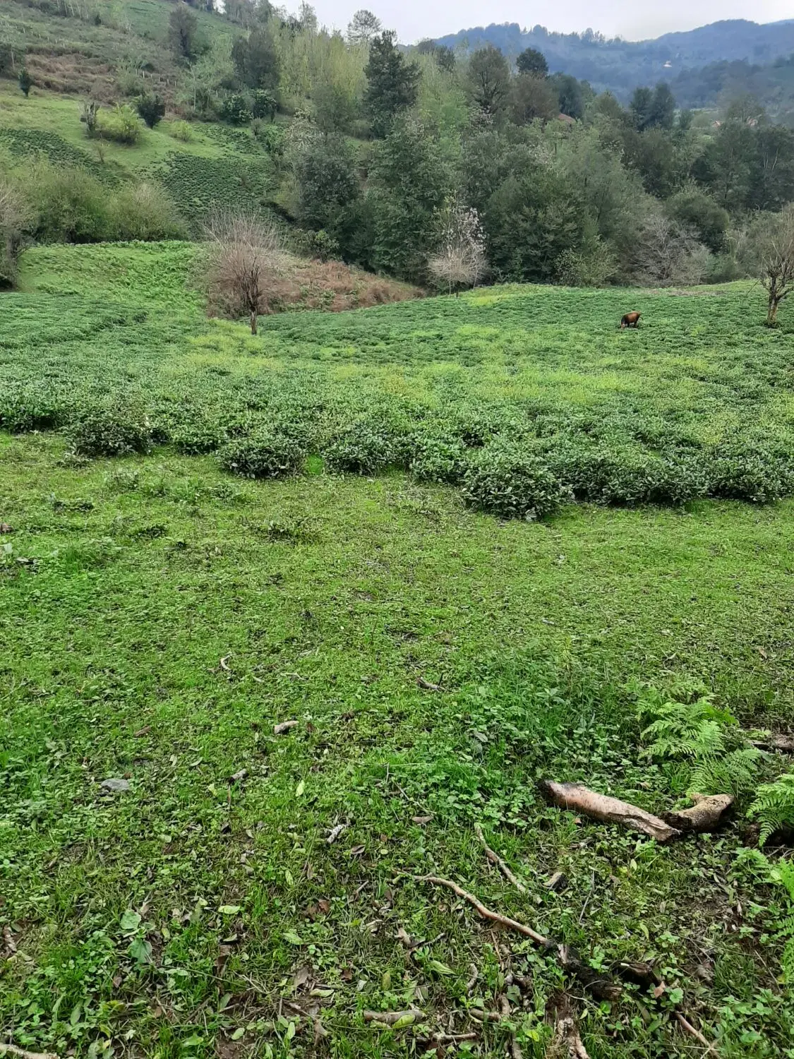 باغ چای متراژ۲۸۰۰متر