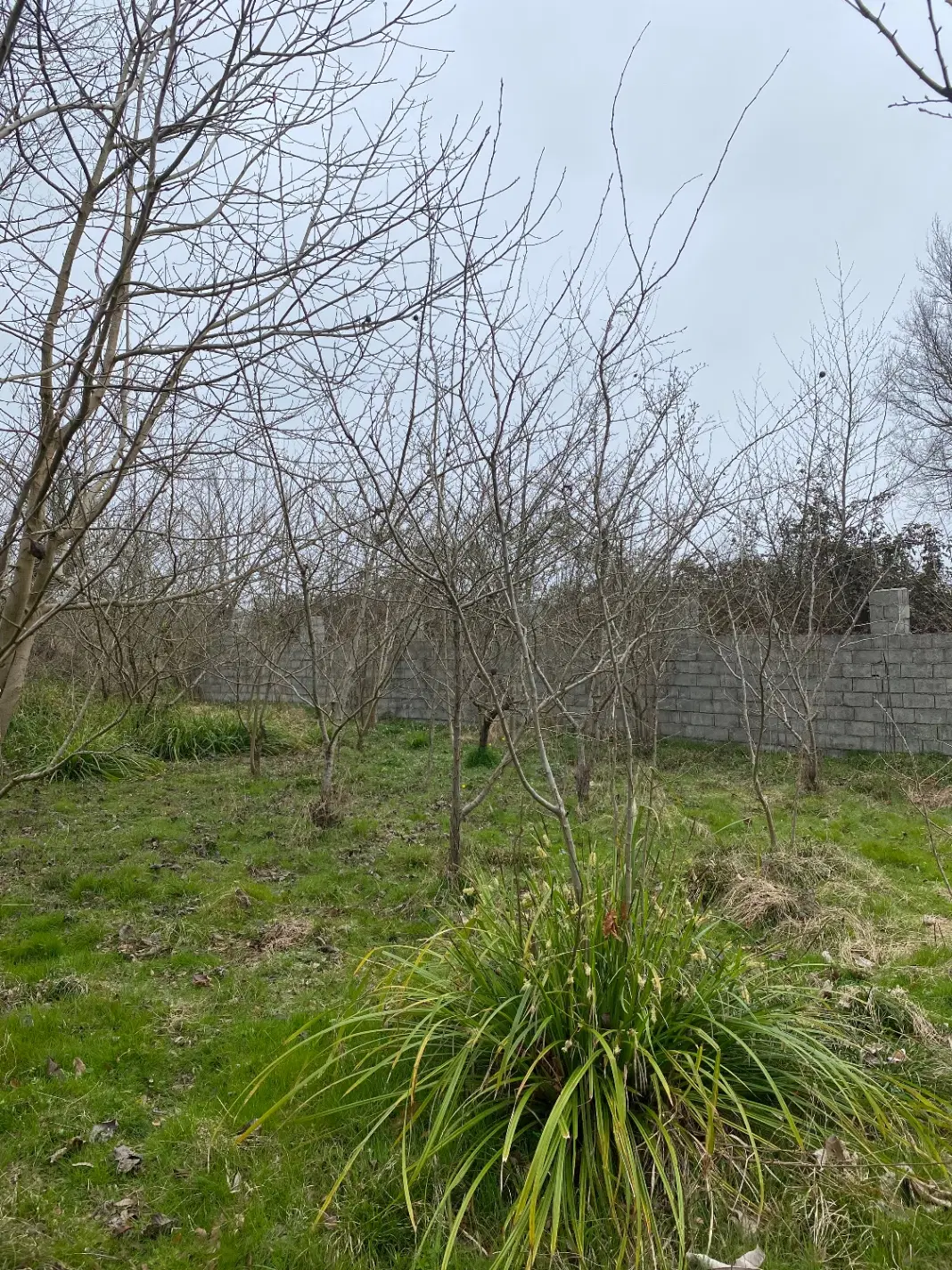 زمین مسکونی