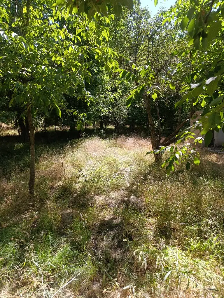 باغ تجاری بر خیابان