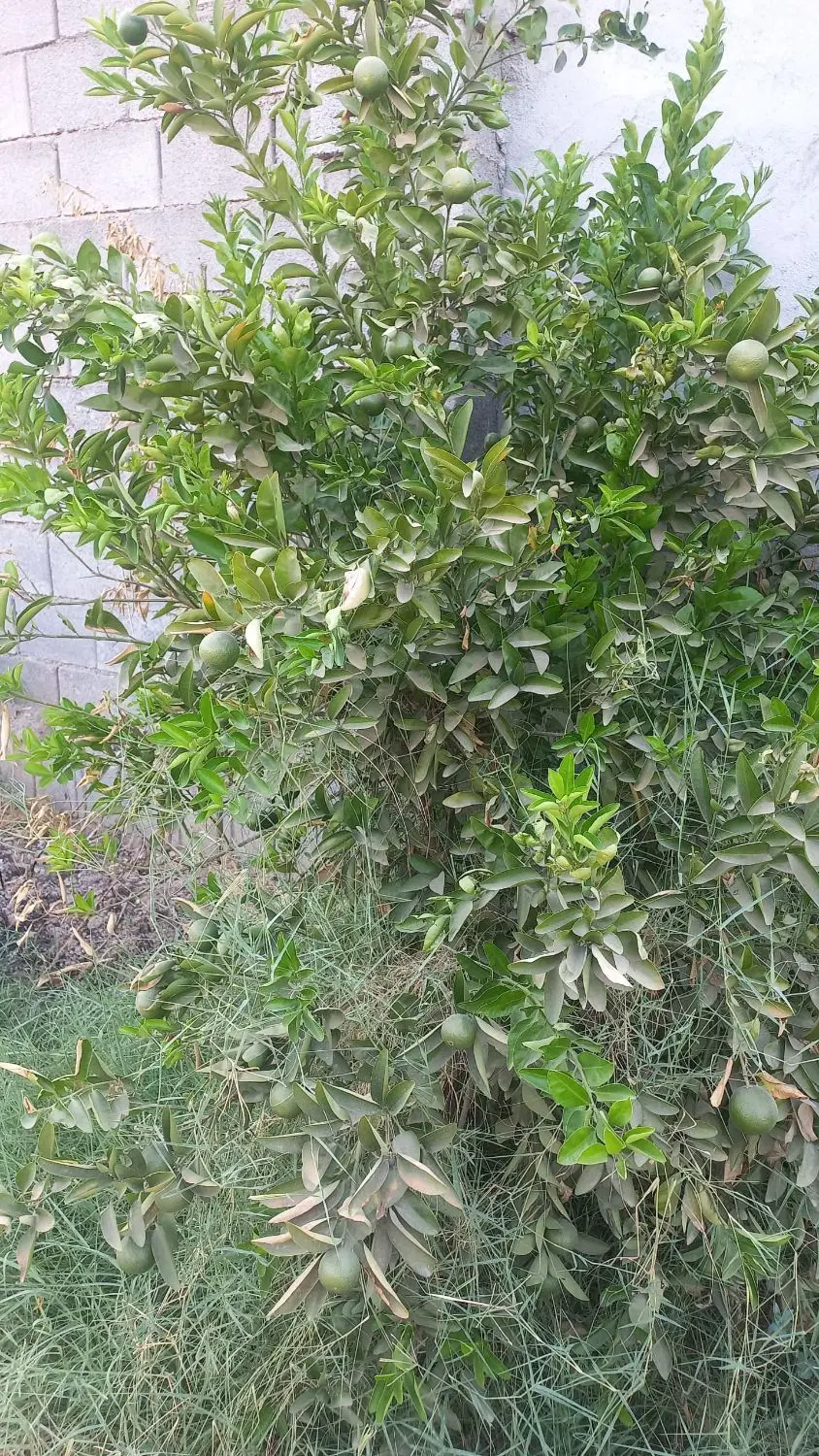 باغچه ۵۰۰متری بن جعفر کوچه نشاط(زیر قیمت منطقه)