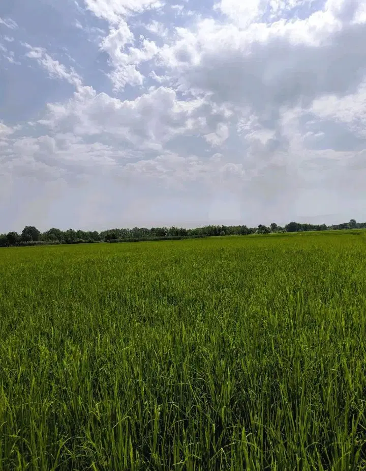 زمین کشاورزی شالیزا