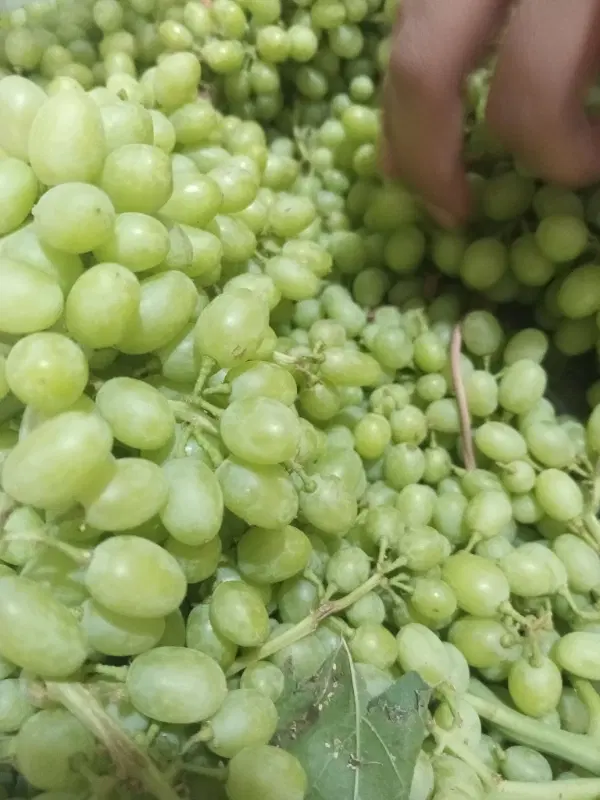 باغ زمین