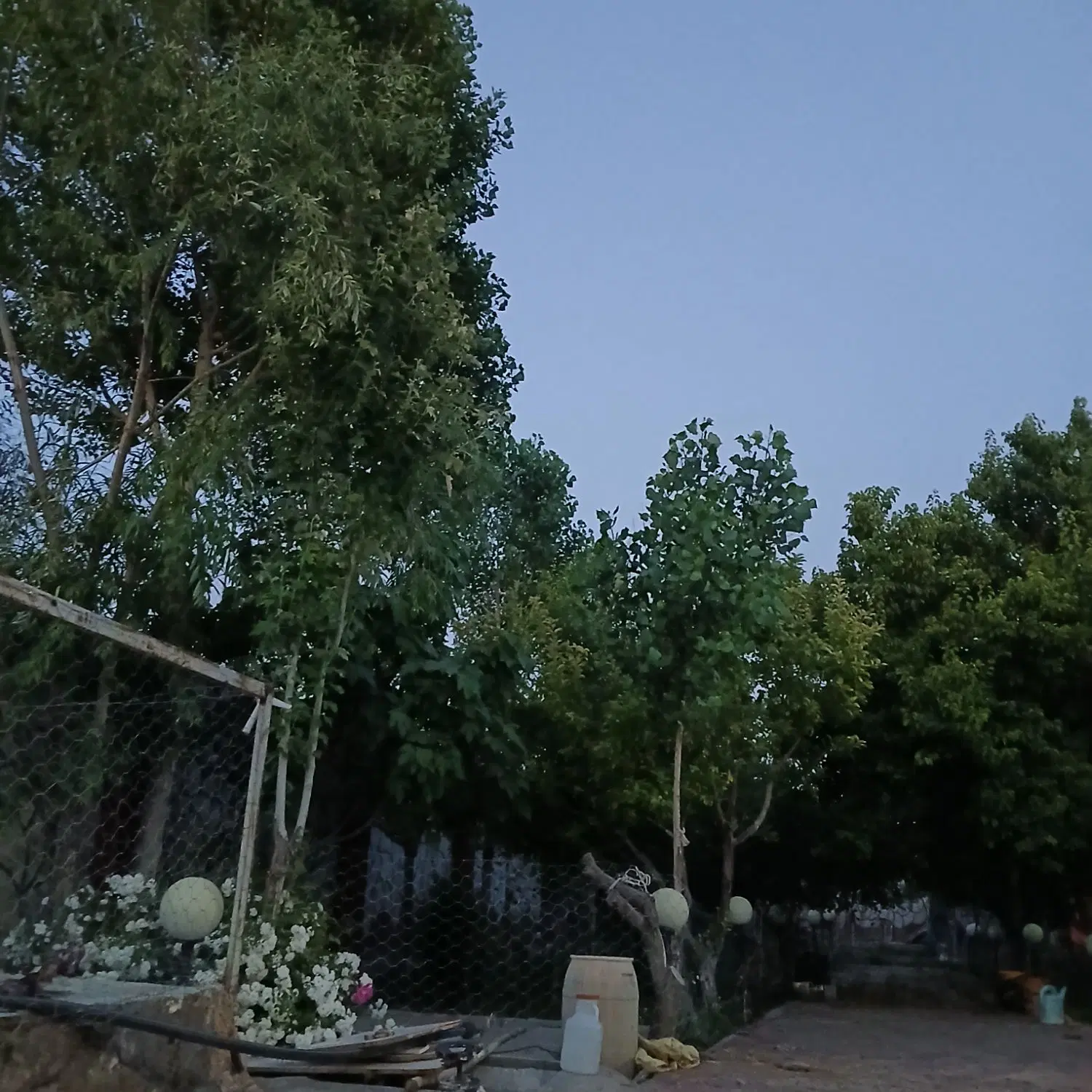 فروش باغ ۹۰۰ متری توس ۱۱۷