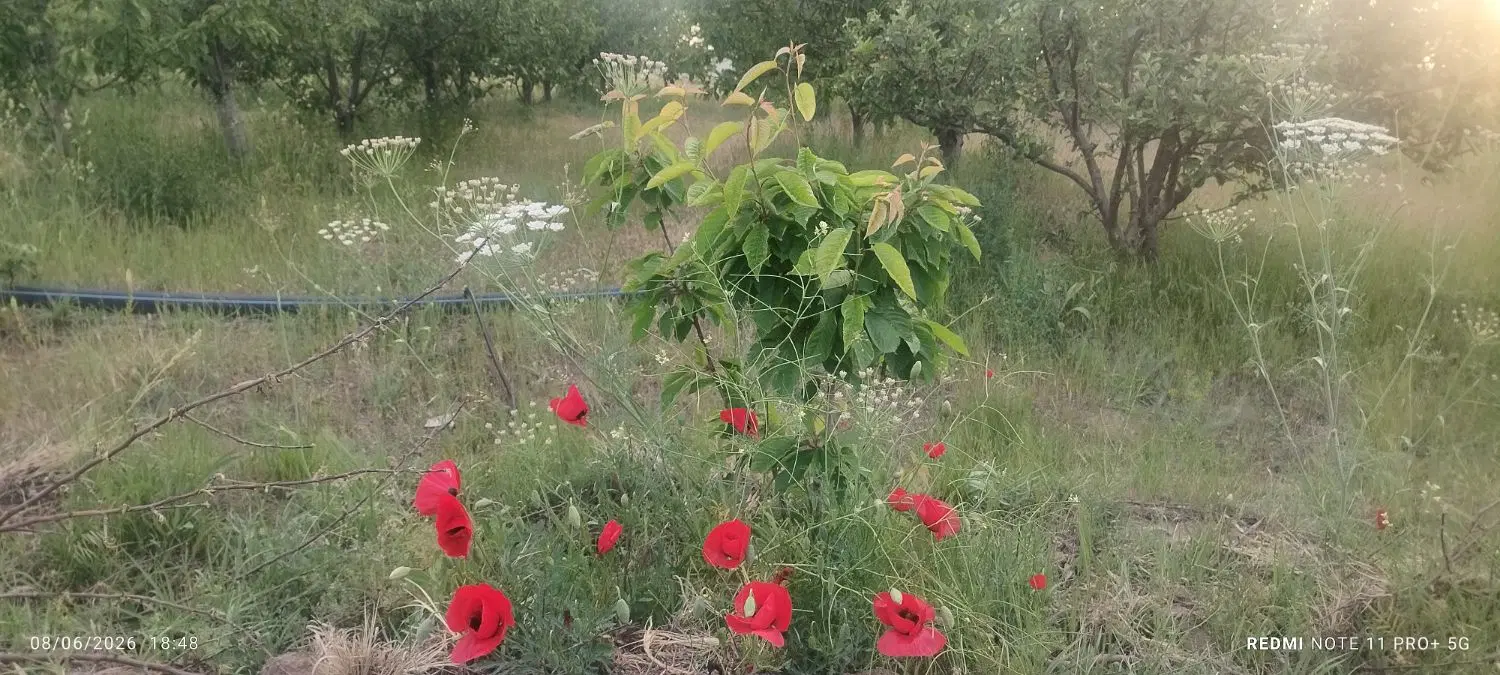 زمین باغی