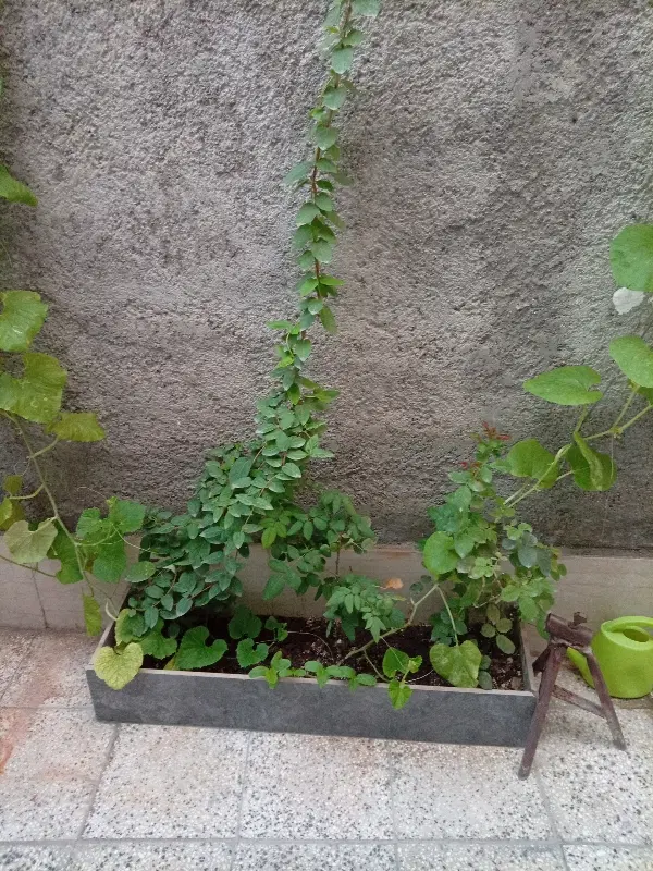 زمین باغی