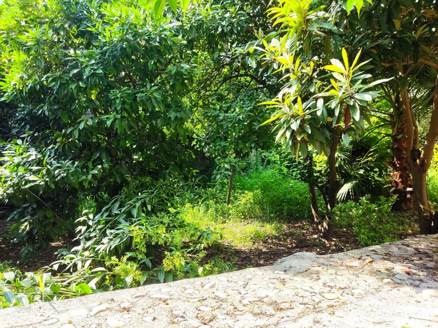 فروش یا اجاره ی خانه باغ