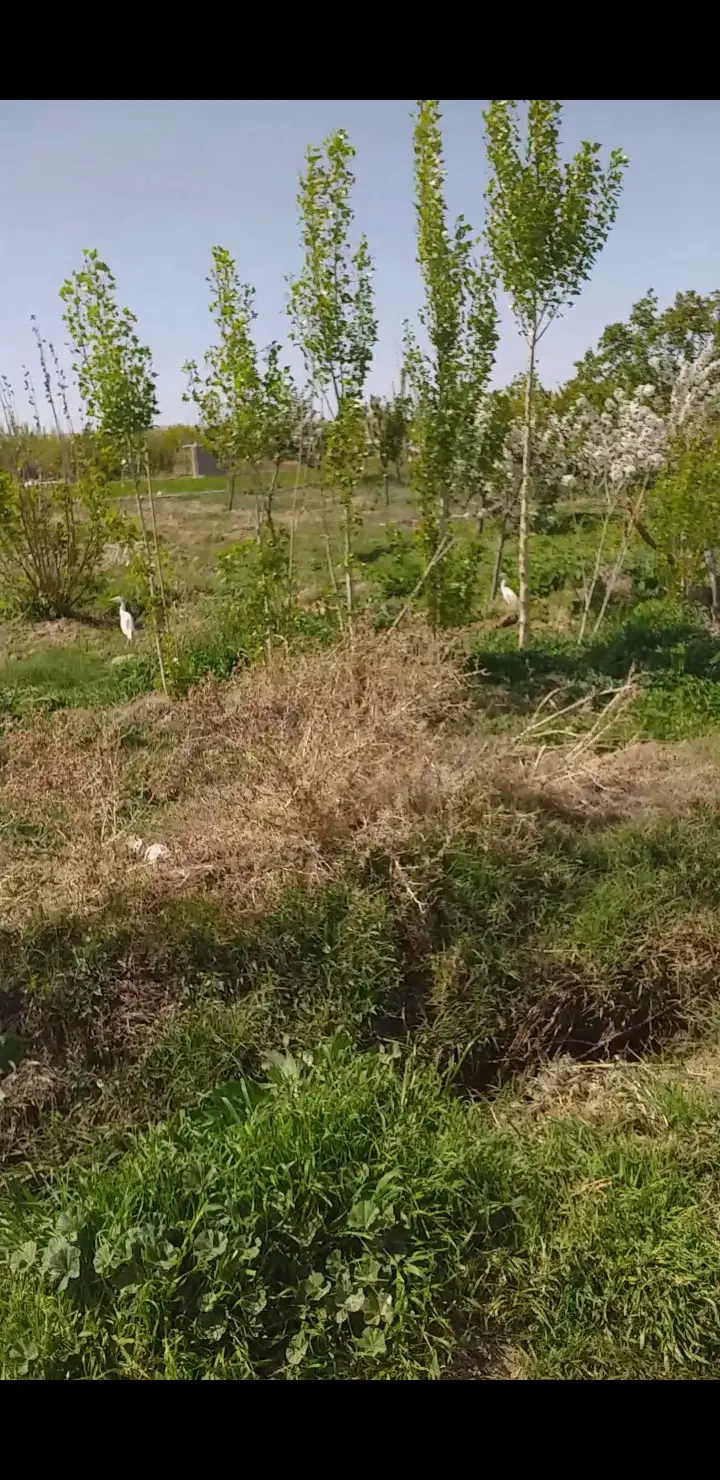 باغ و باغچه و زمین سرمایه گذاری مطمئن وخوب