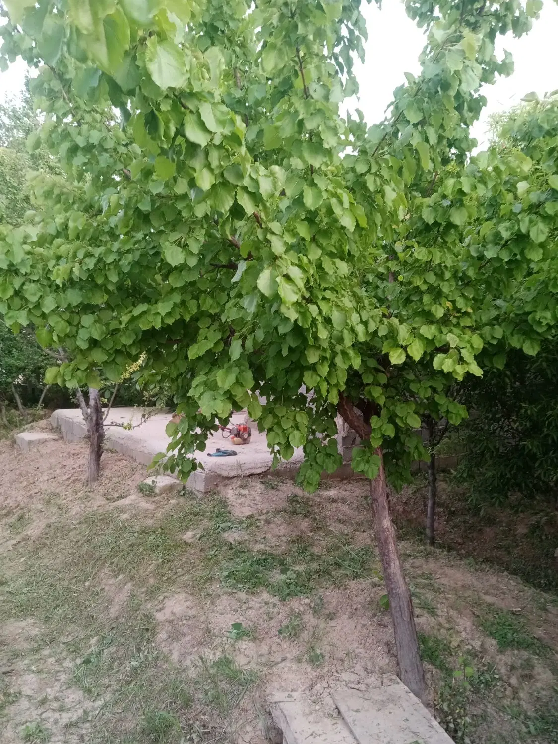 باغچه ۴۵۰متر فروشی رباط کریم، علی آباد