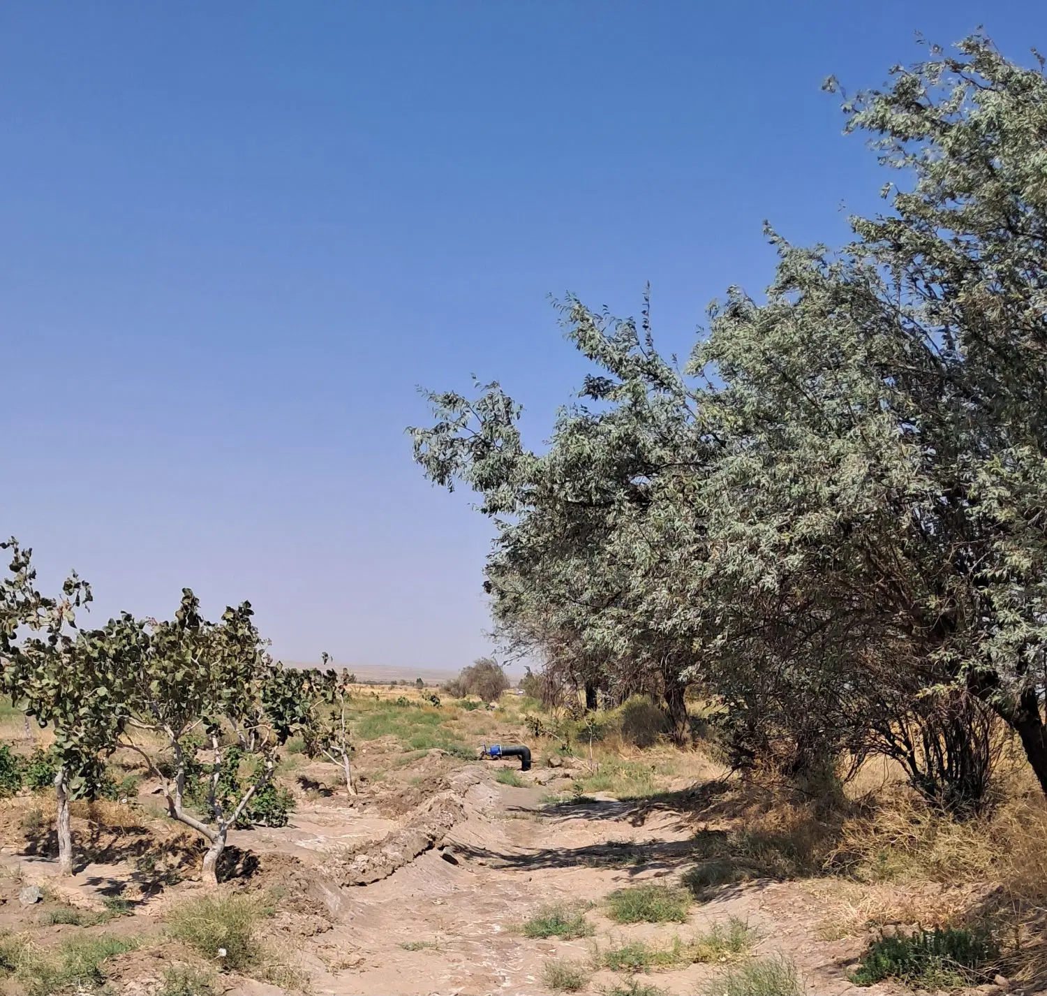 باغ پسته واقع در روستای فدیشه چاه عمیق دامن