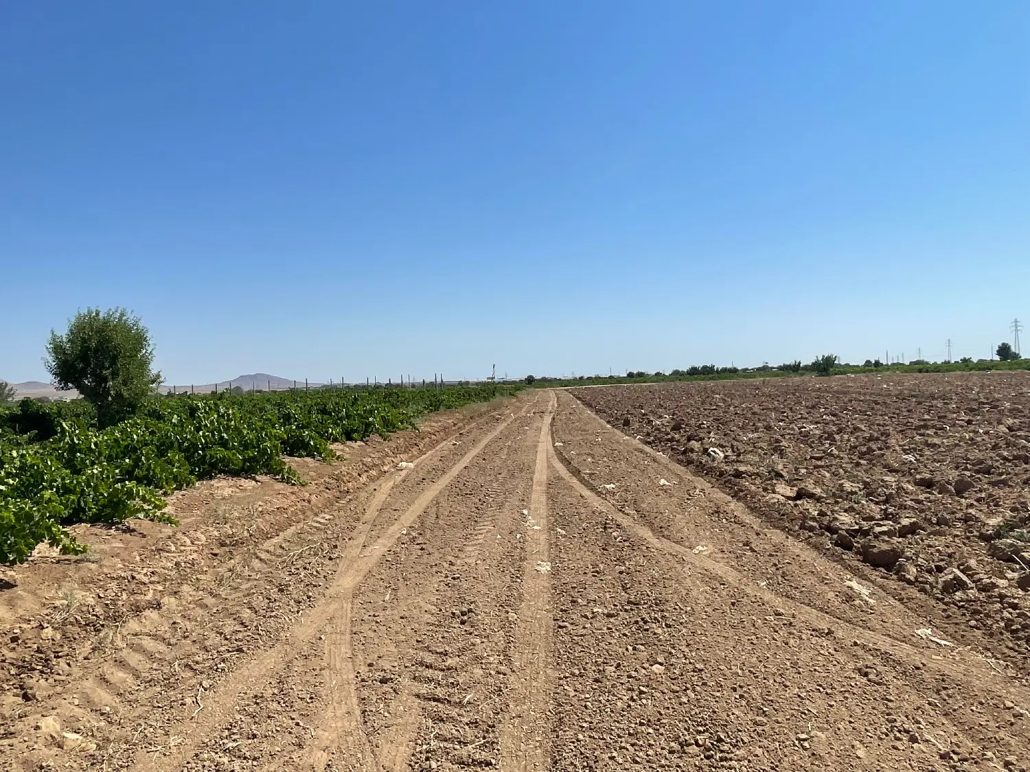 زمین زراعی آماده نهال کاری