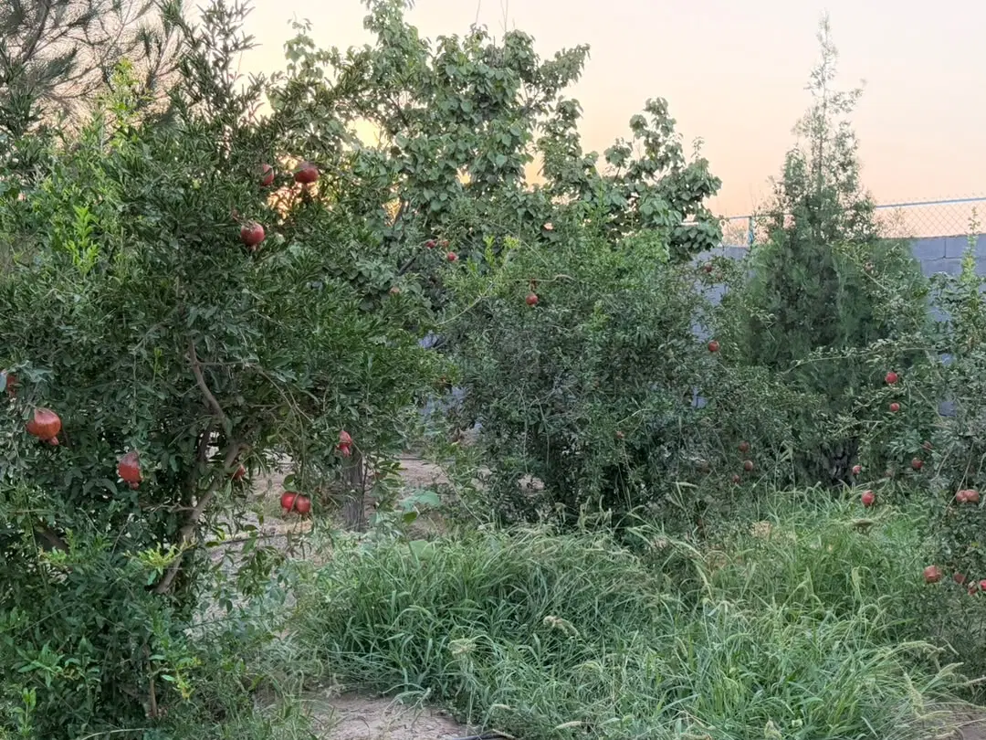 فروش باغ بهترین نزدیک به شهر