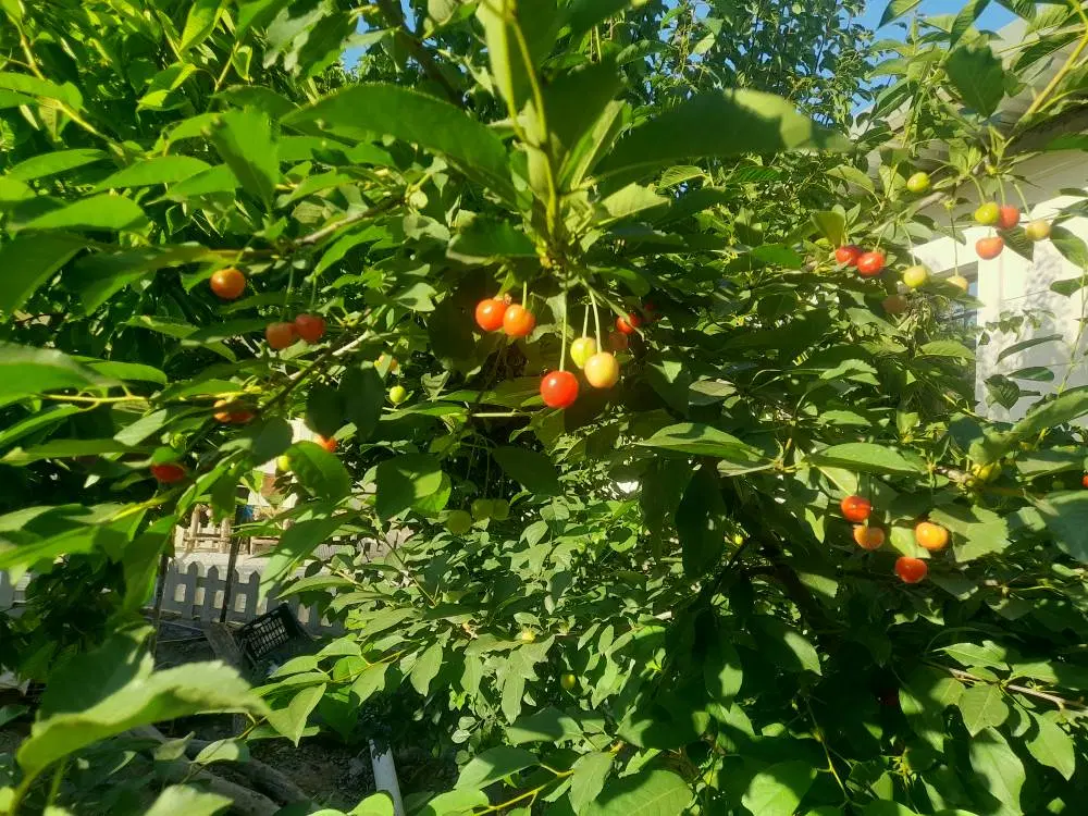 ۱۱۰۰ متر باغچه سند تکبرگ باغ ویلایی آماده ساخت