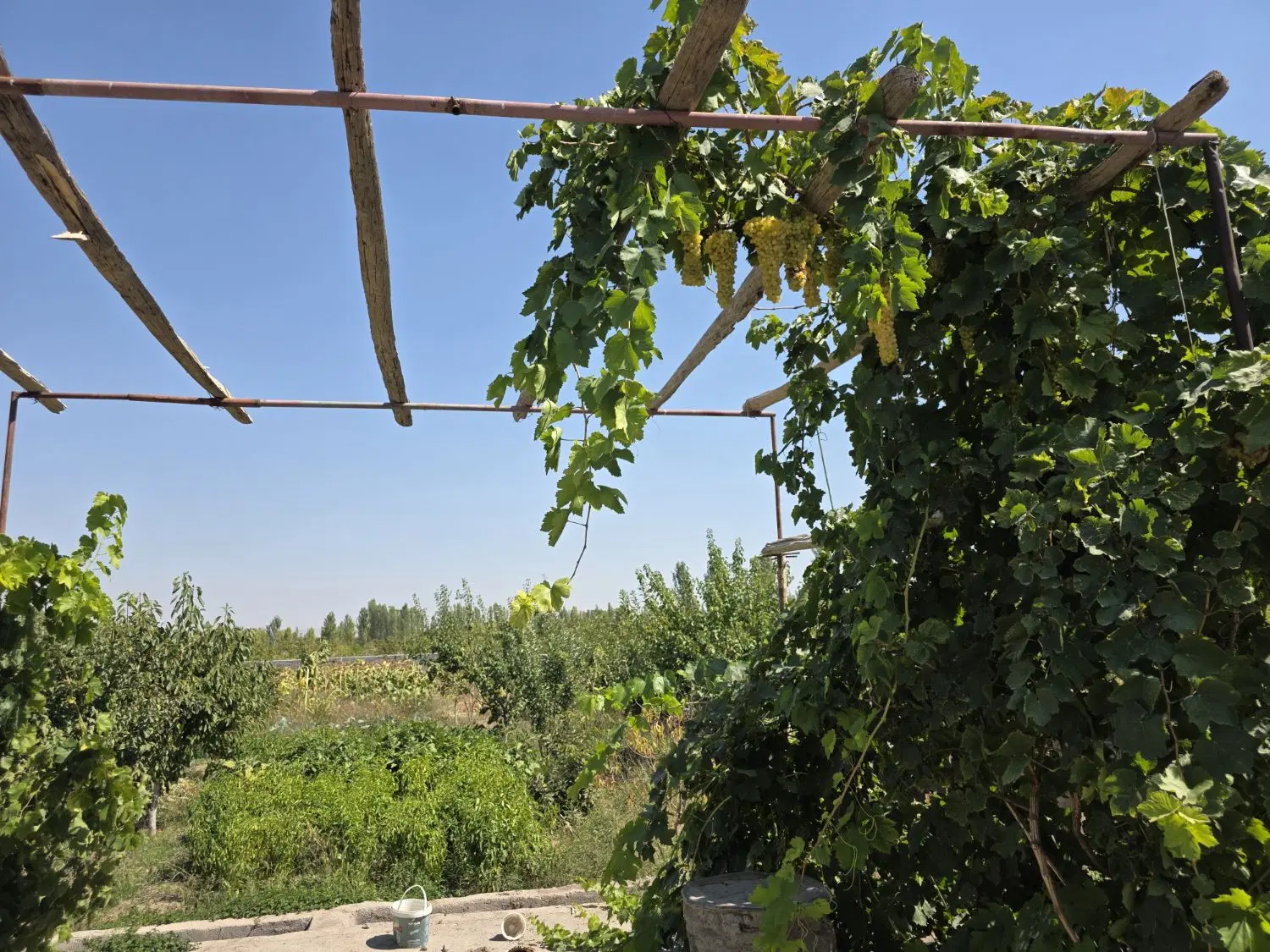 فروش باغ لب جاده